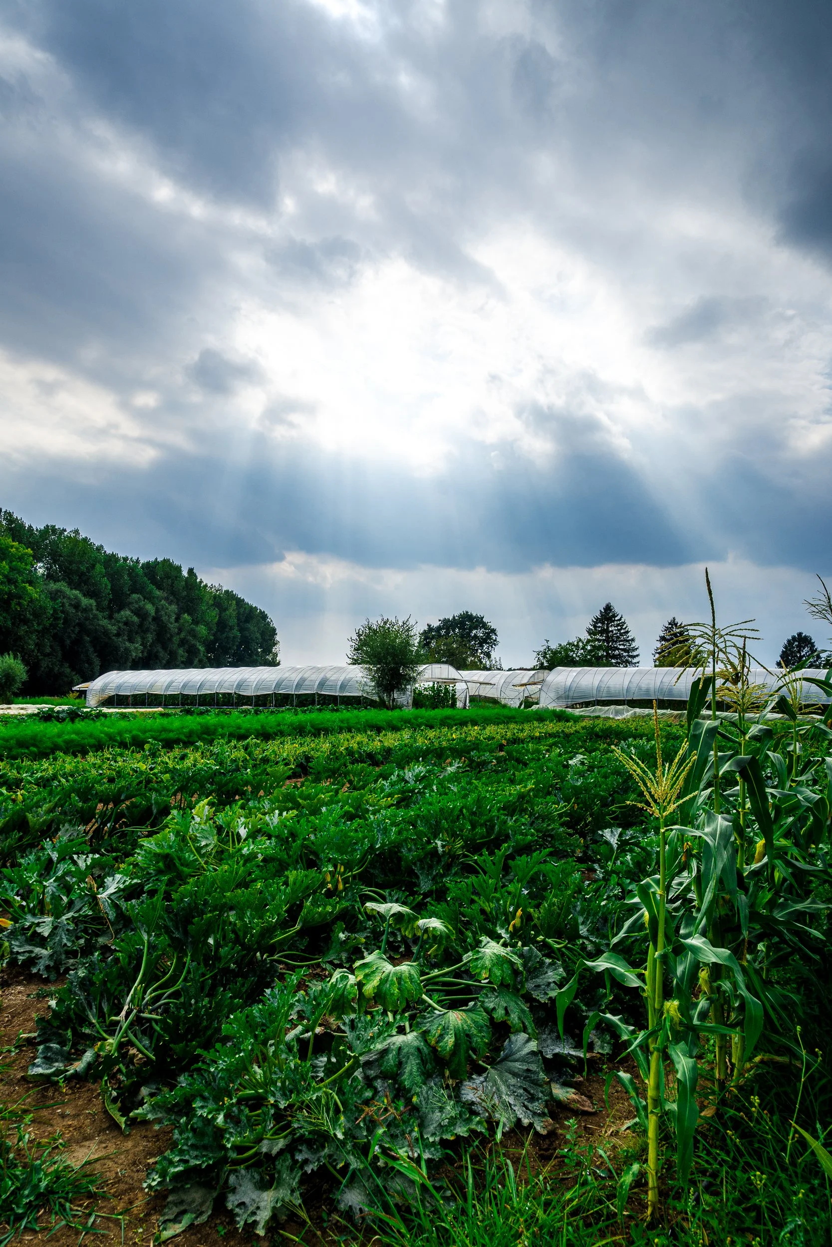 Vegetable farm with zucchini crops, corn, and greenhouse tunnels beneath a cloudy sky