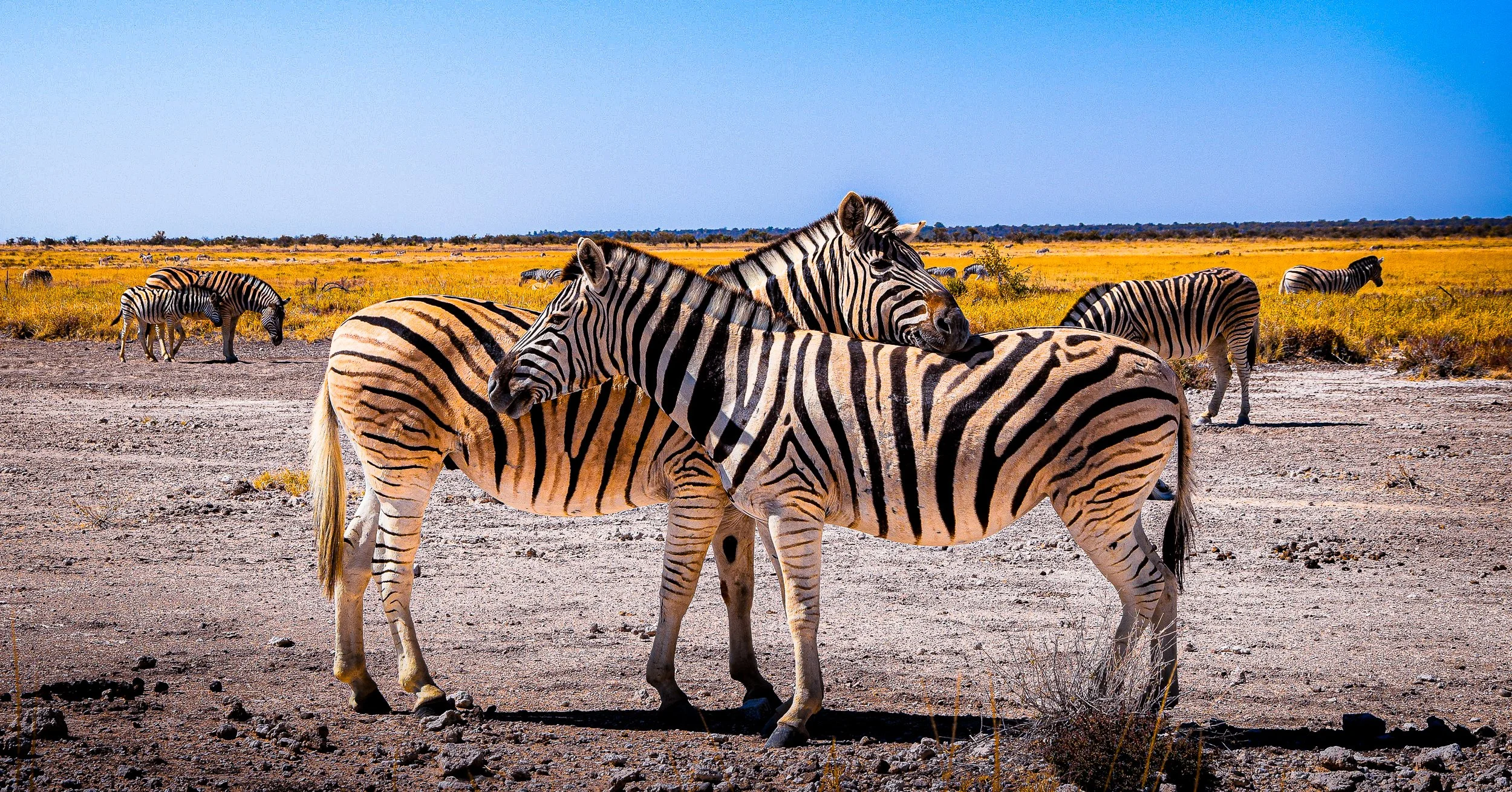 Herd of zebras standing on a dry African savanna under a clear blue sky