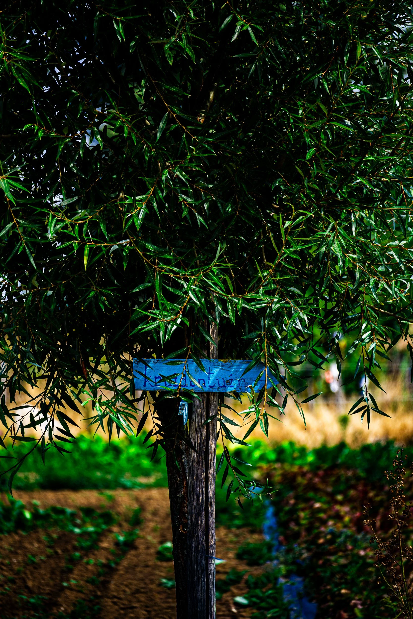 Blue hand-painted sign reading “Kucica ljubavi” hanging from a wooden post among leafy green branches