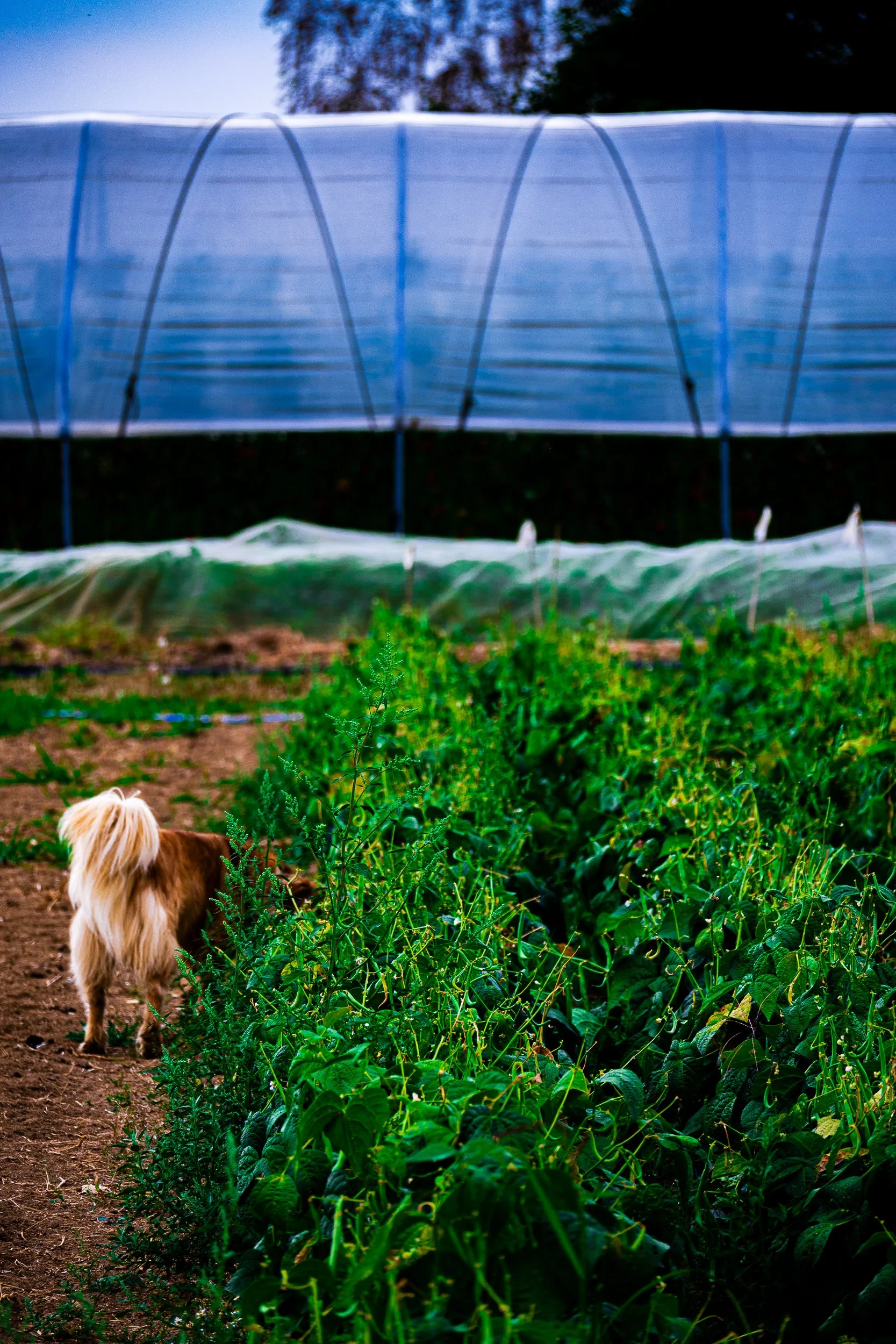 Small shaggy dog walking beside rows of leafy crops in a garden with protective hoop covers