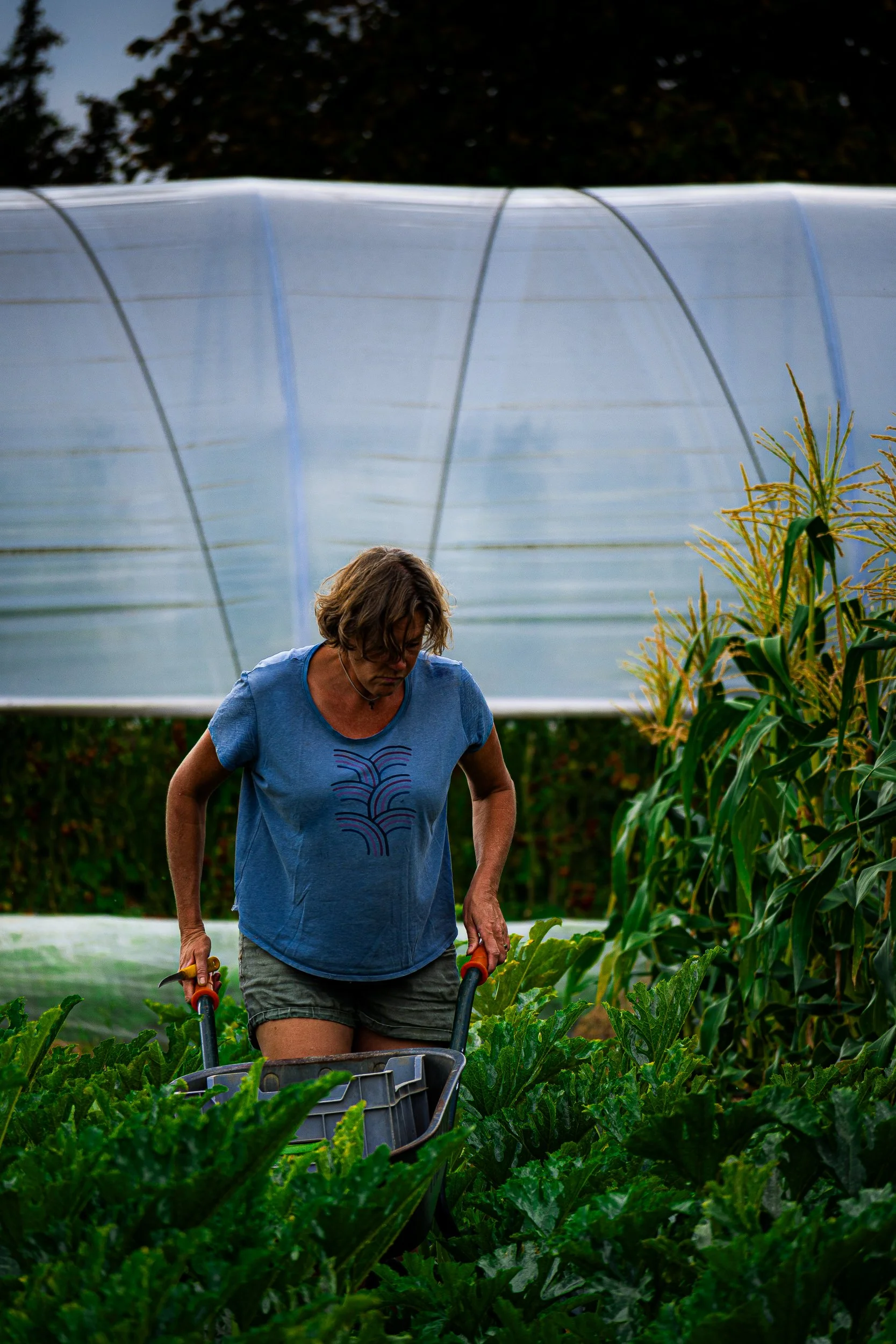Woman harvesting vegetables with a garden cart in a greenhouse garden