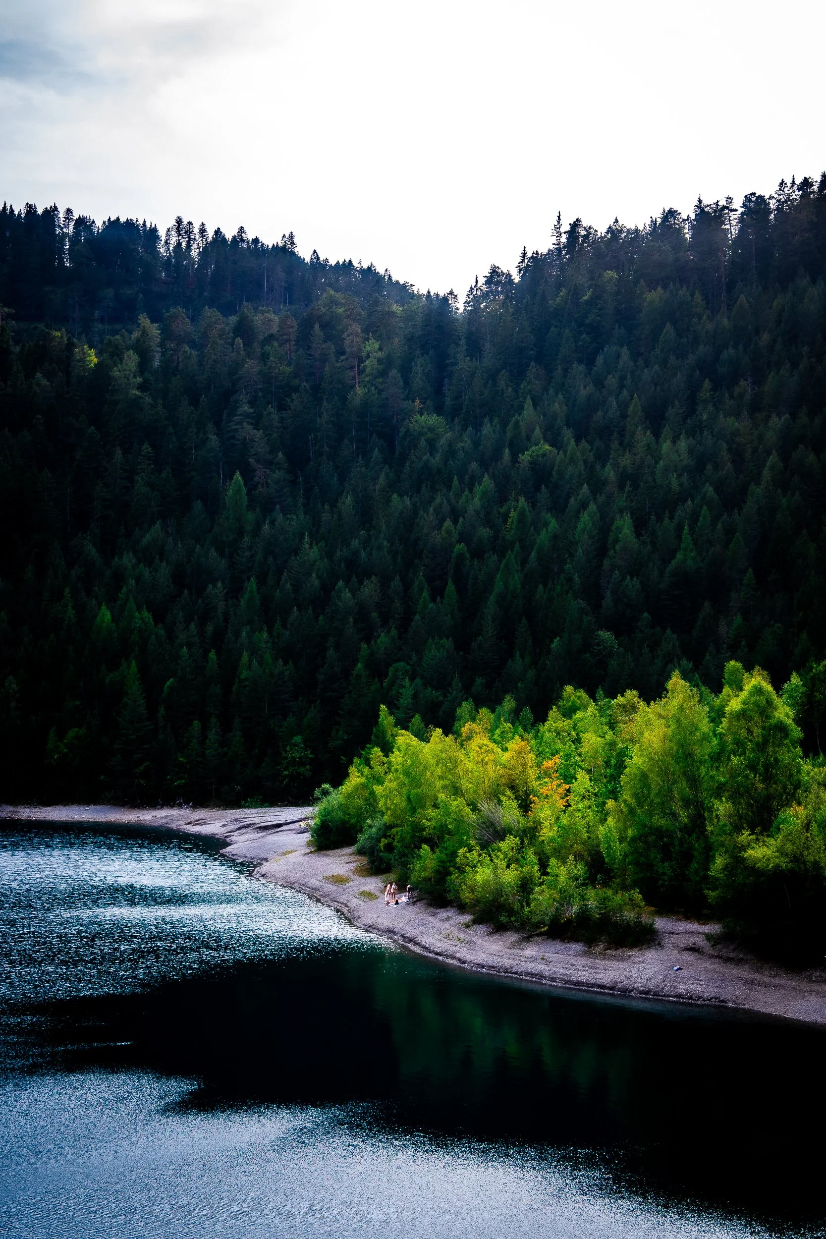 A forested lakeshore with dense evergreen trees, bright green foliage, and calm dark water under an overcast sky