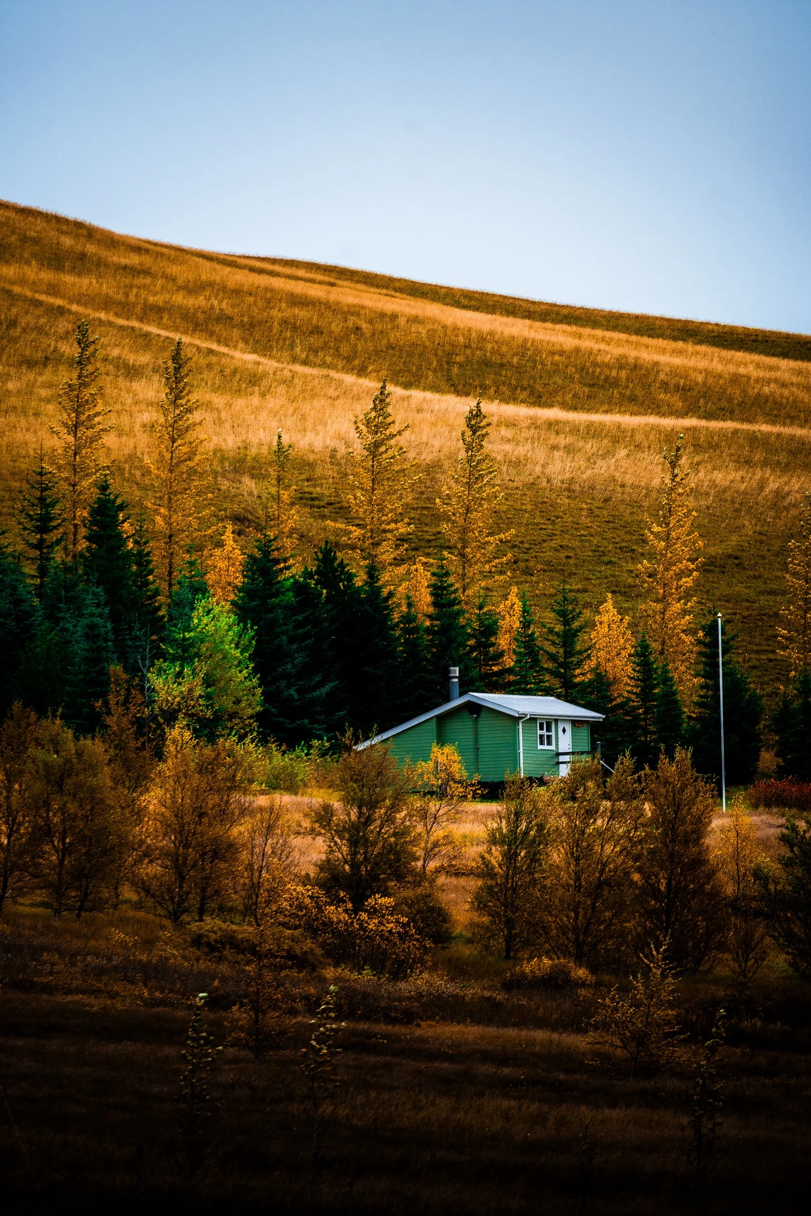 Green cabin surrounded by golden autumn birch trees and evergreen forest beneath a grassy hillside and clear blue sky