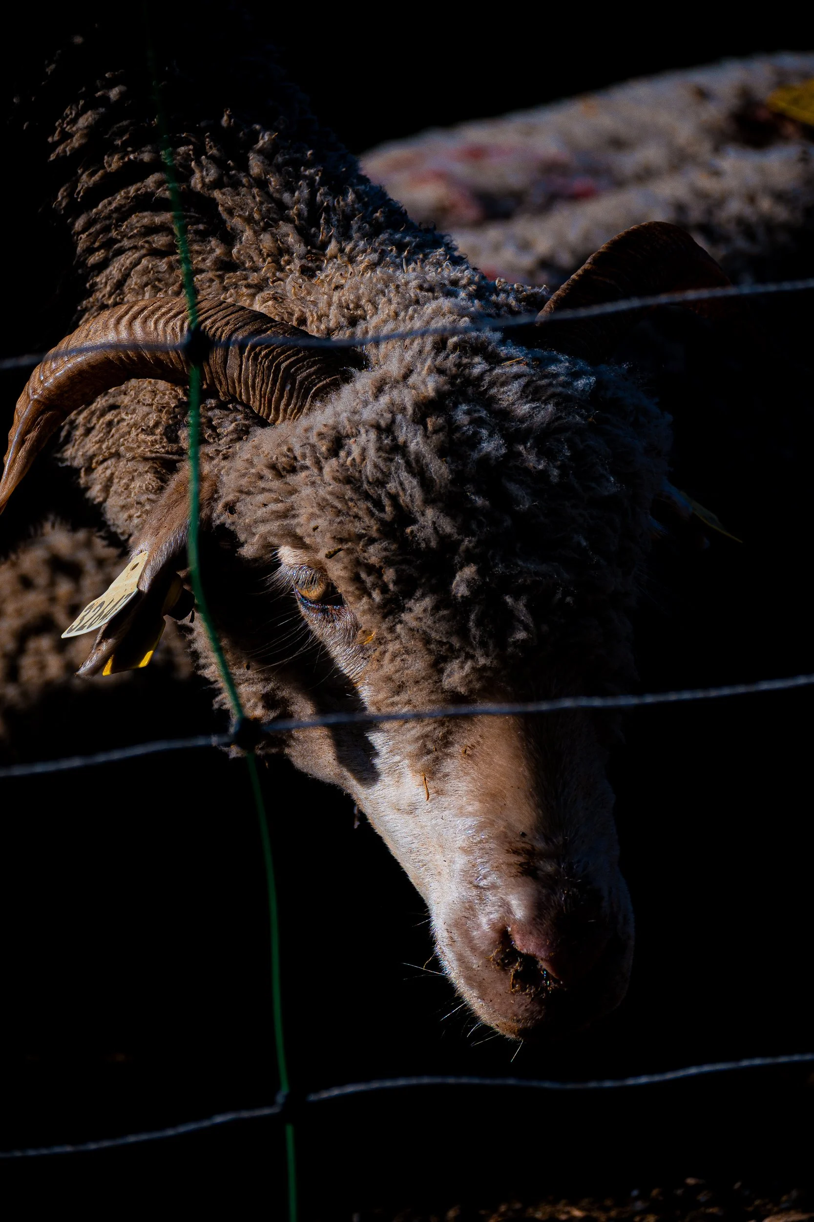 Close-up of a woolly sheep with curved horns behind a wire fence.