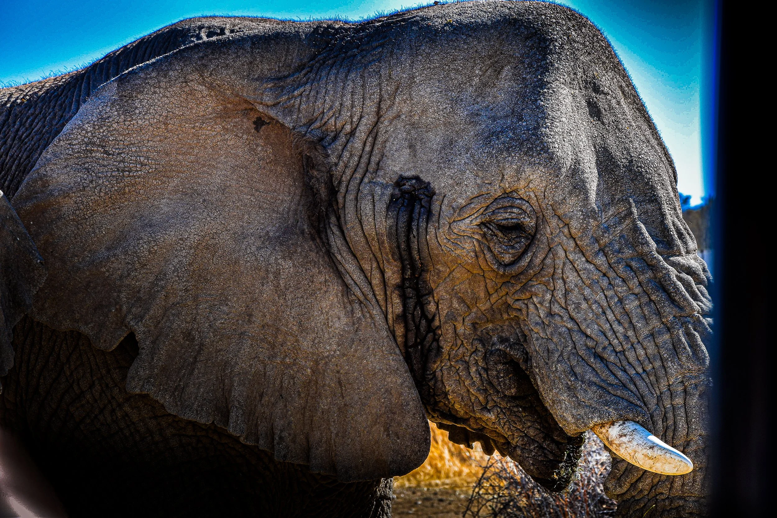 Close-up portrait of an African elephant with wrinkled skin, large ear, eye, and tusk against a blue sky