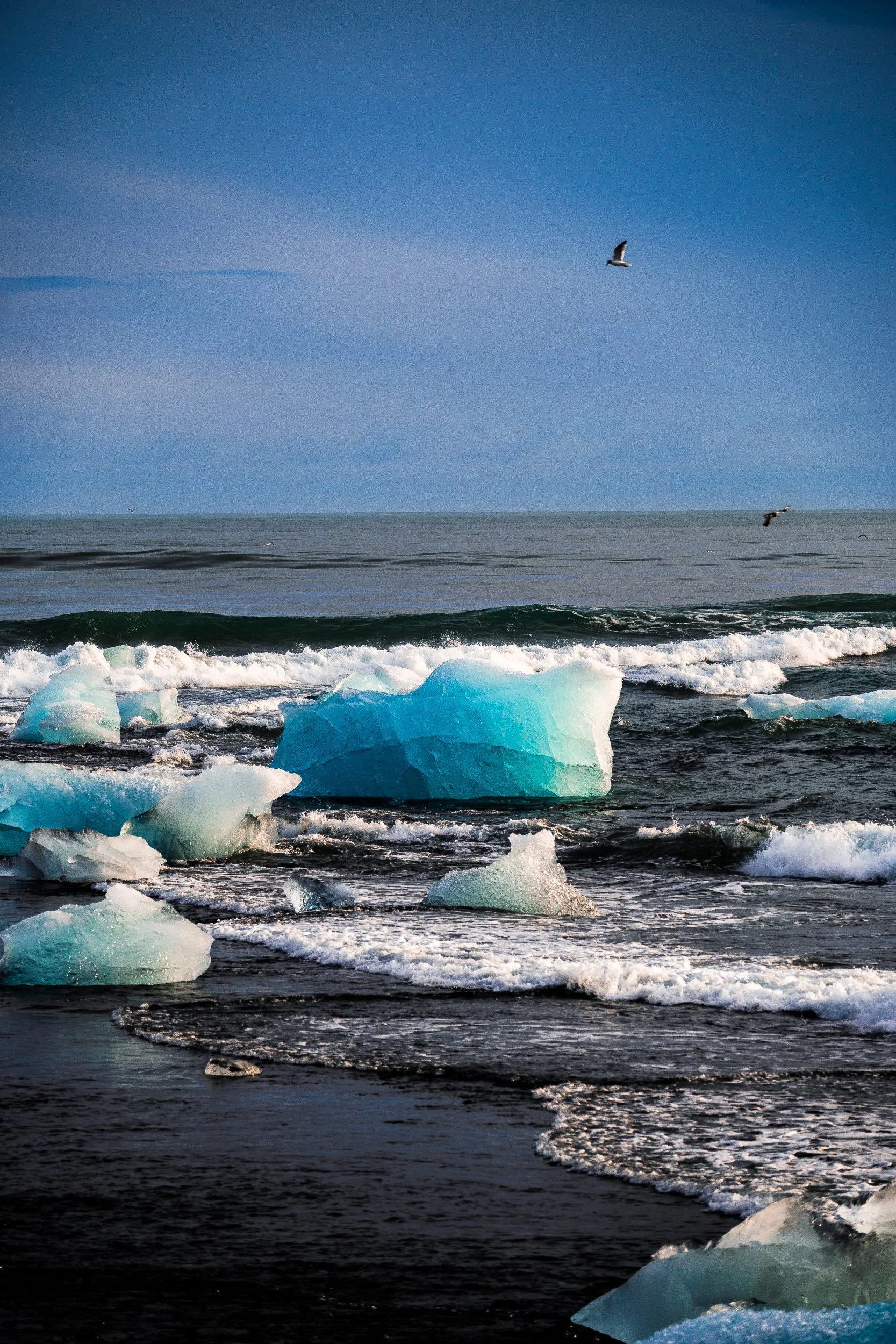 Blue icebergs floating in ocean surf with seabirds under a clear sky