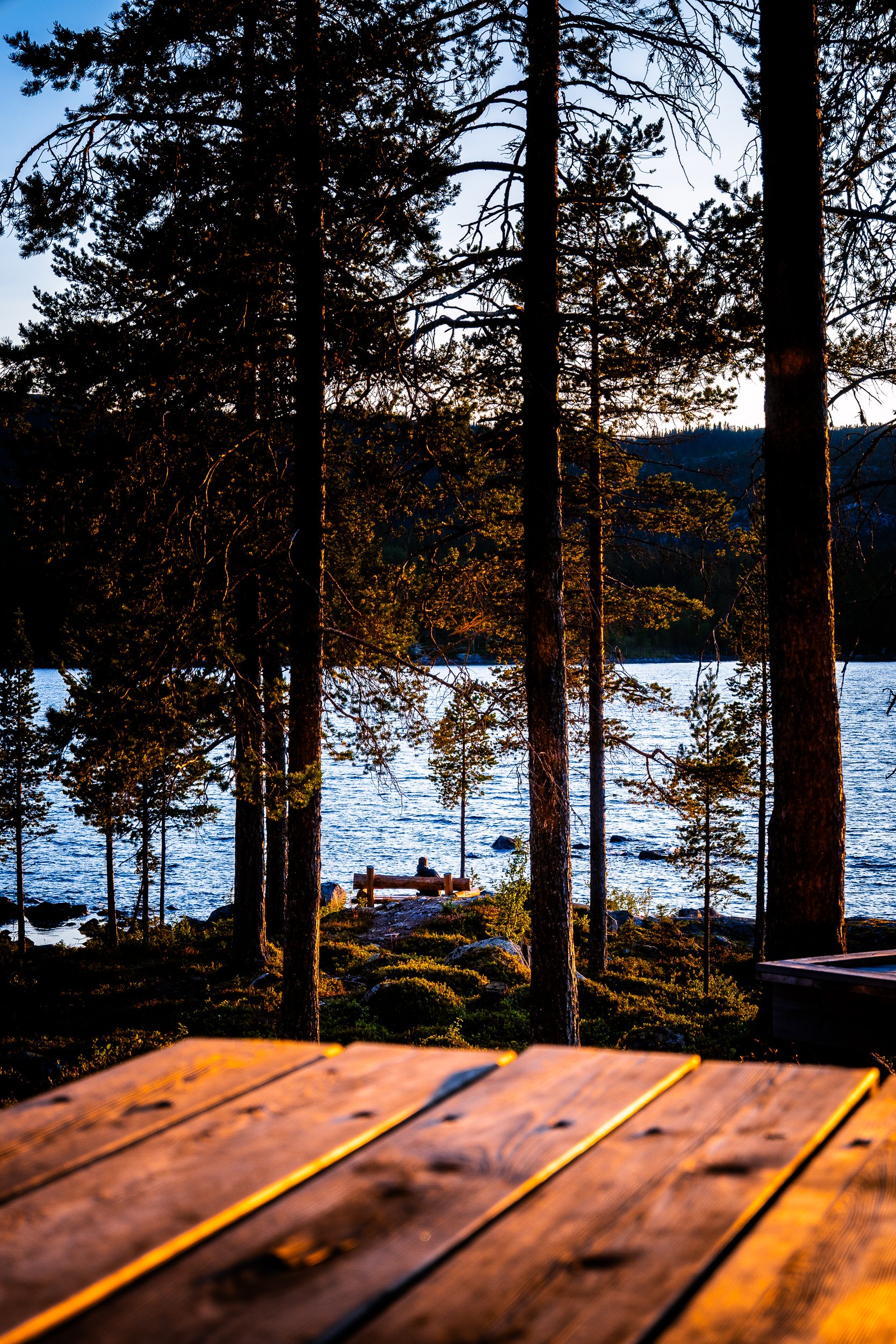 Sunlit pine forest overlooking a lake, with a wooden picnic table in the foreground and bench by the shoreline