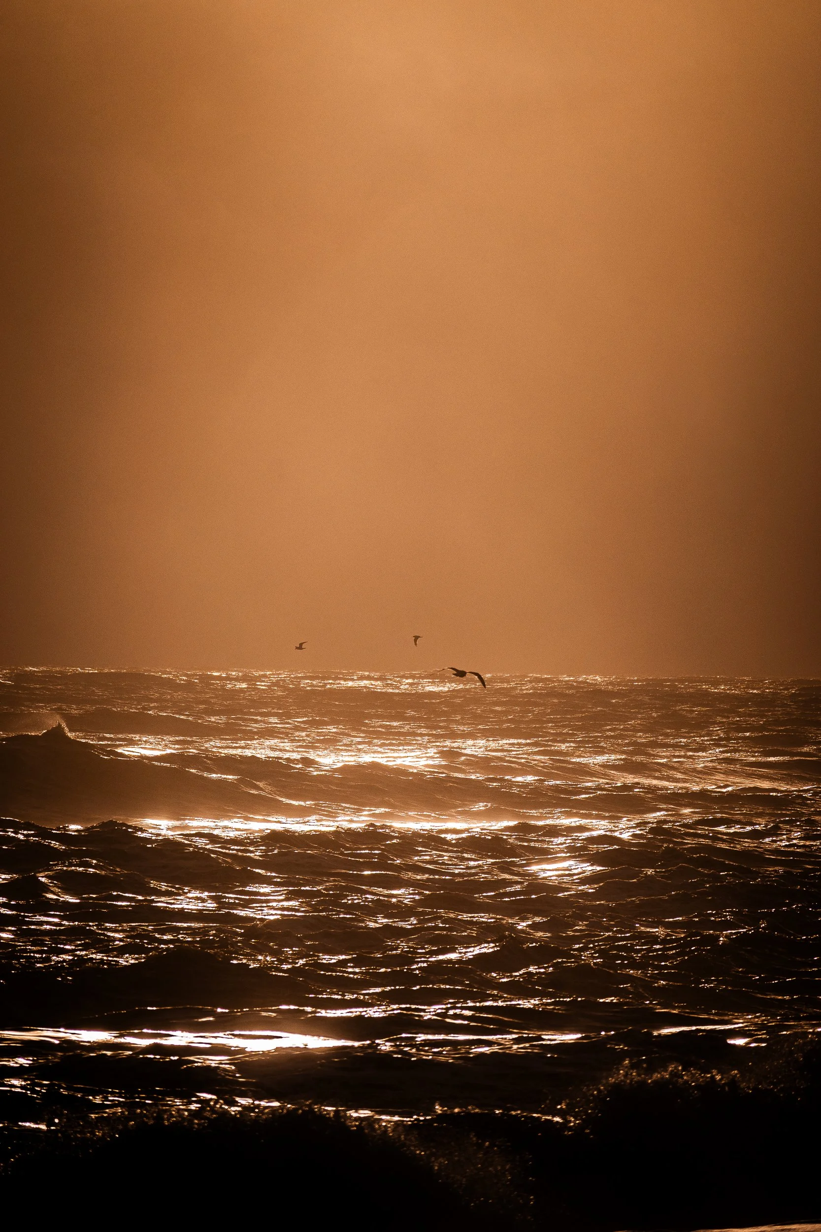 Golden sunset light reflecting across choppy ocean waves with seabirds flying above