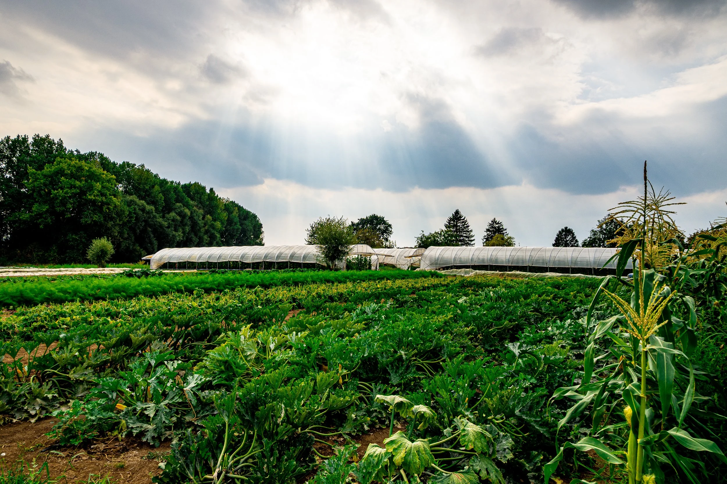 Vegetable farm with corn, squash, greenhouses, and sunbeams breaking through cloudy skies