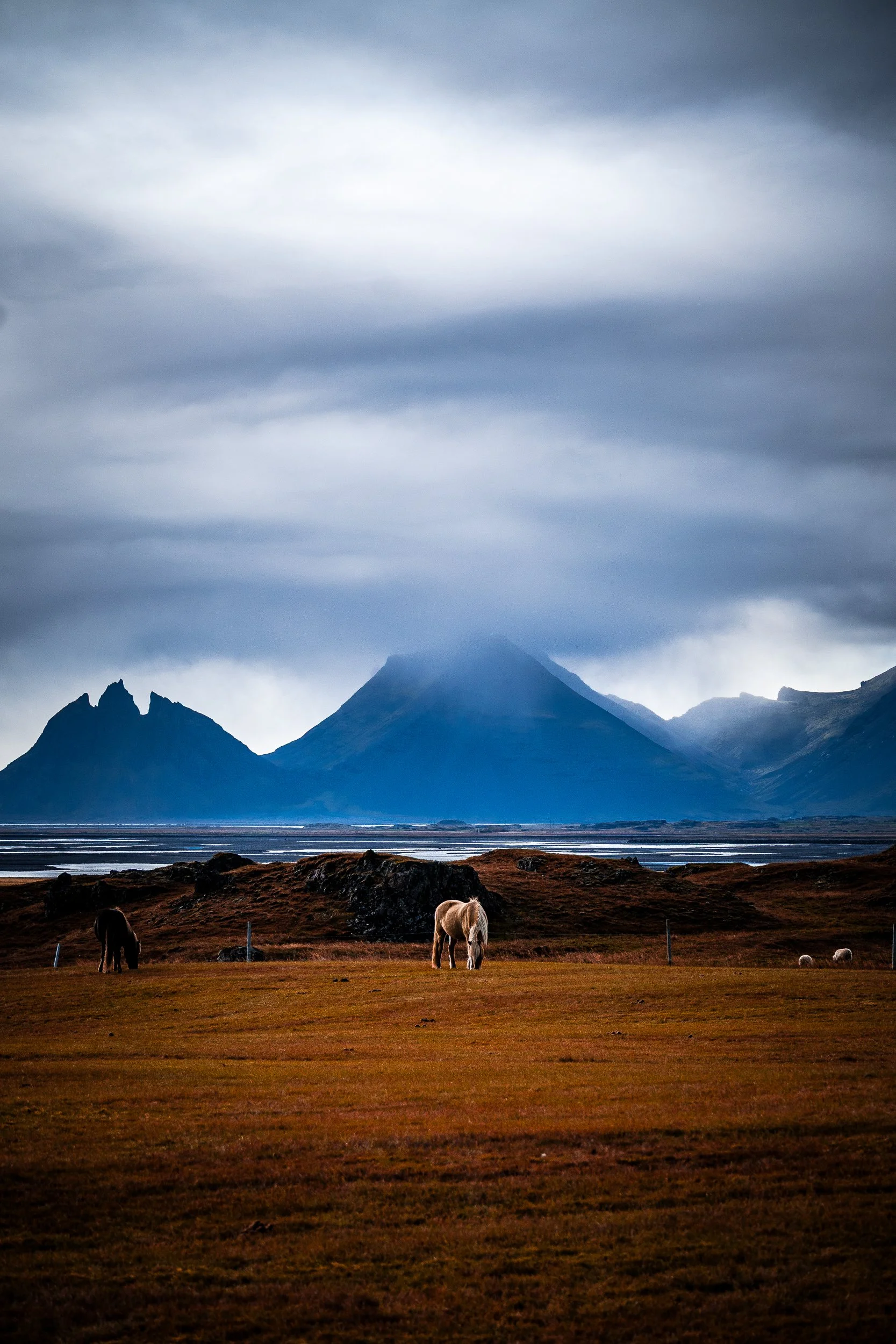 Icelandic horses grazing in a field beneath misty mountains and a cloudy sky