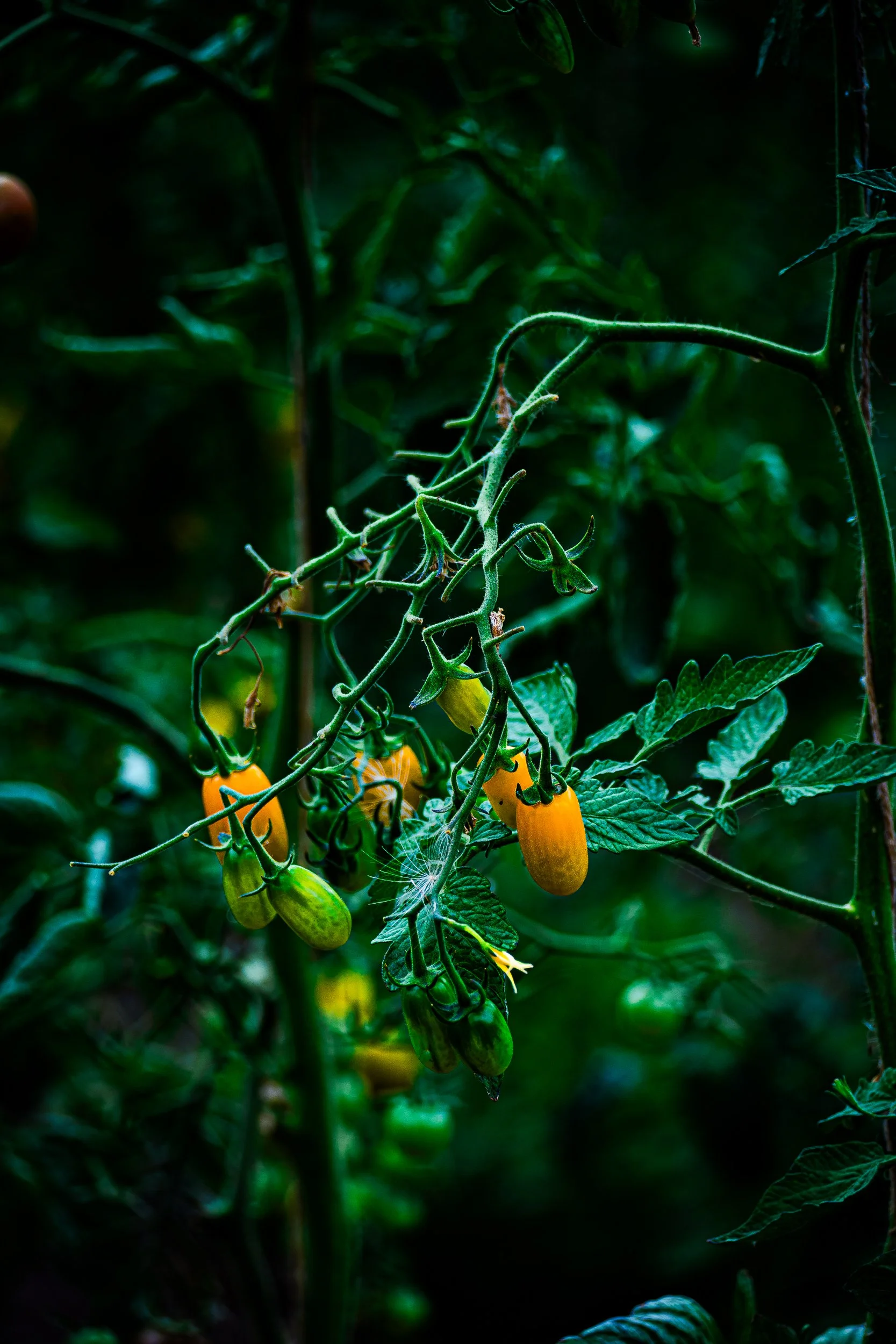 Close-up of orange and yellow cherry tomatoes growing on a leafy vine in a dark garden