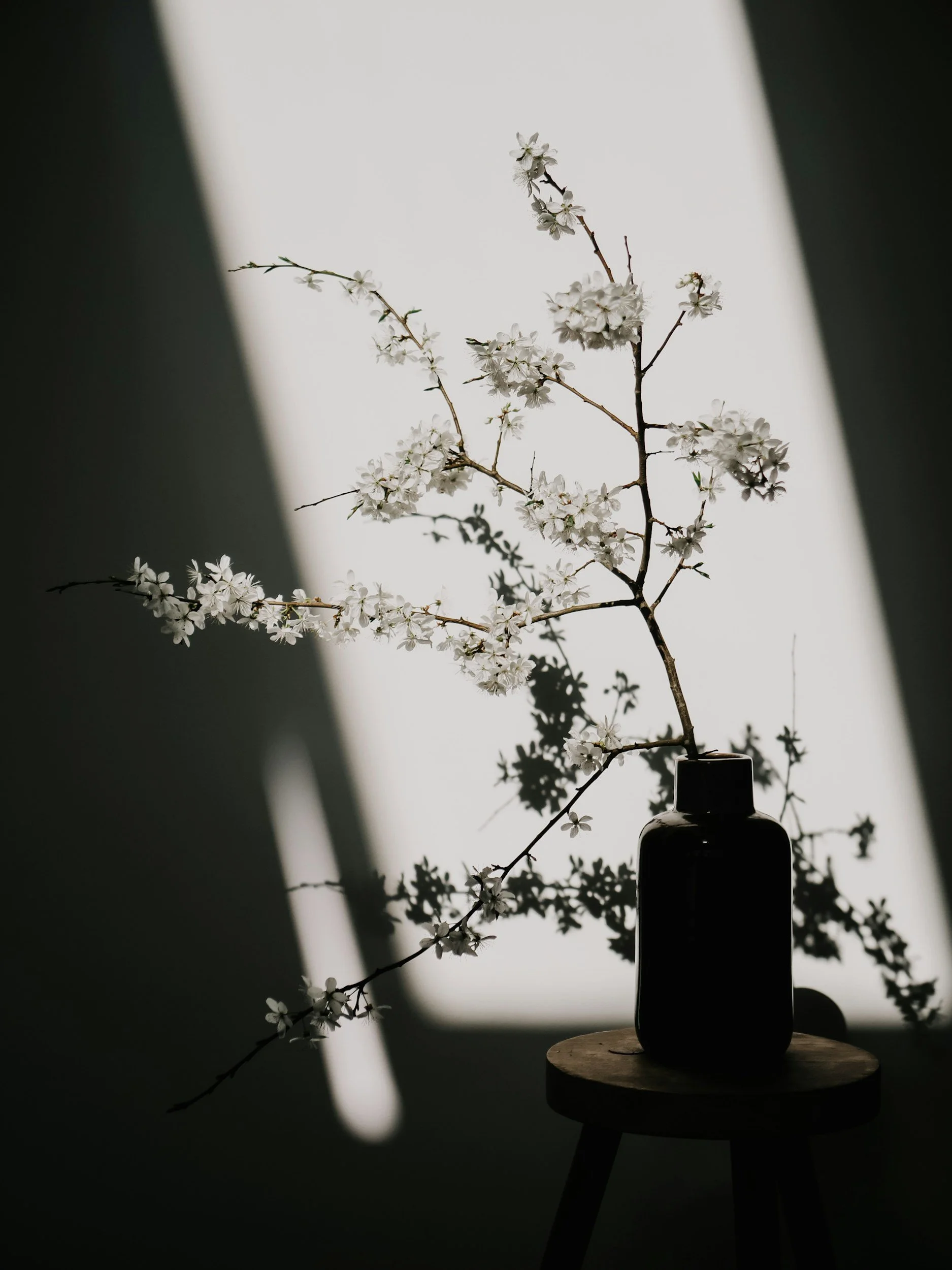 White flowering branches arranged in a black vase on a wooden stool, illuminated by dramatic sunlight and shadows.