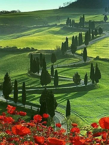 A scenic view of rolling green hills with winding roads lined by tall, slender cypress trees, and red flowers in the foreground.