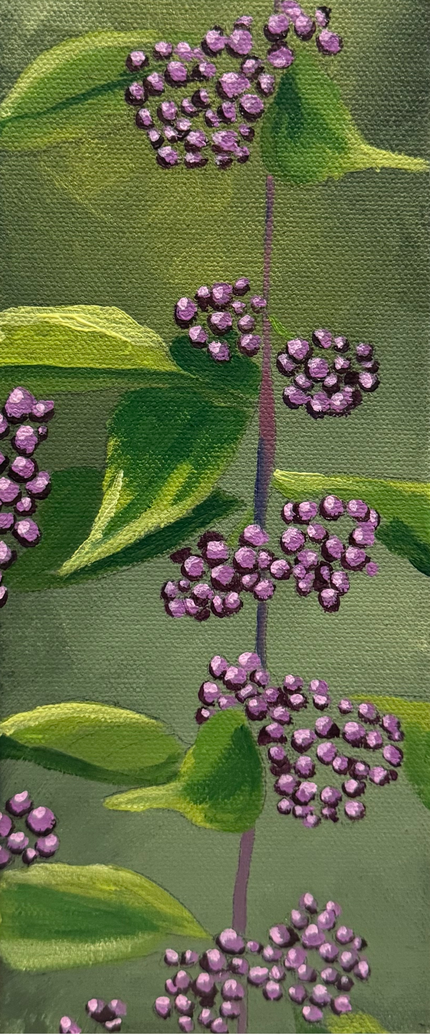BeautyBerry.png