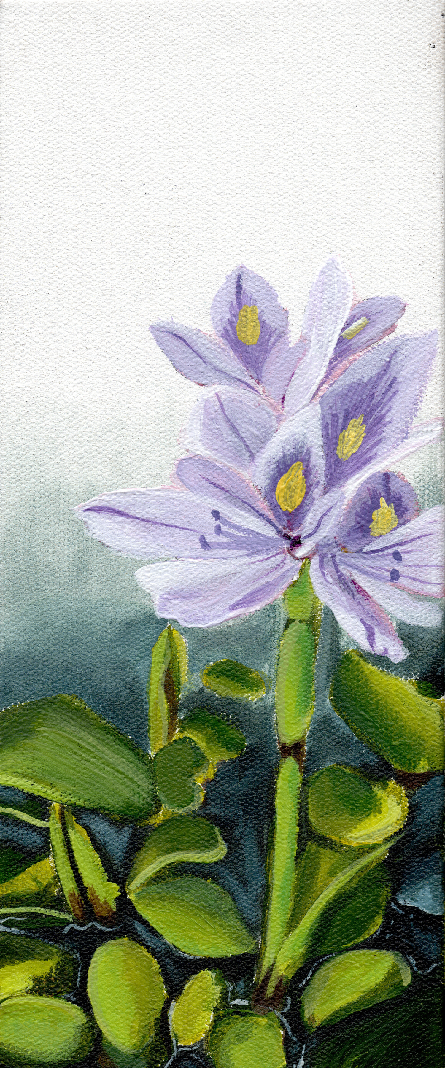 Hyacinth.png