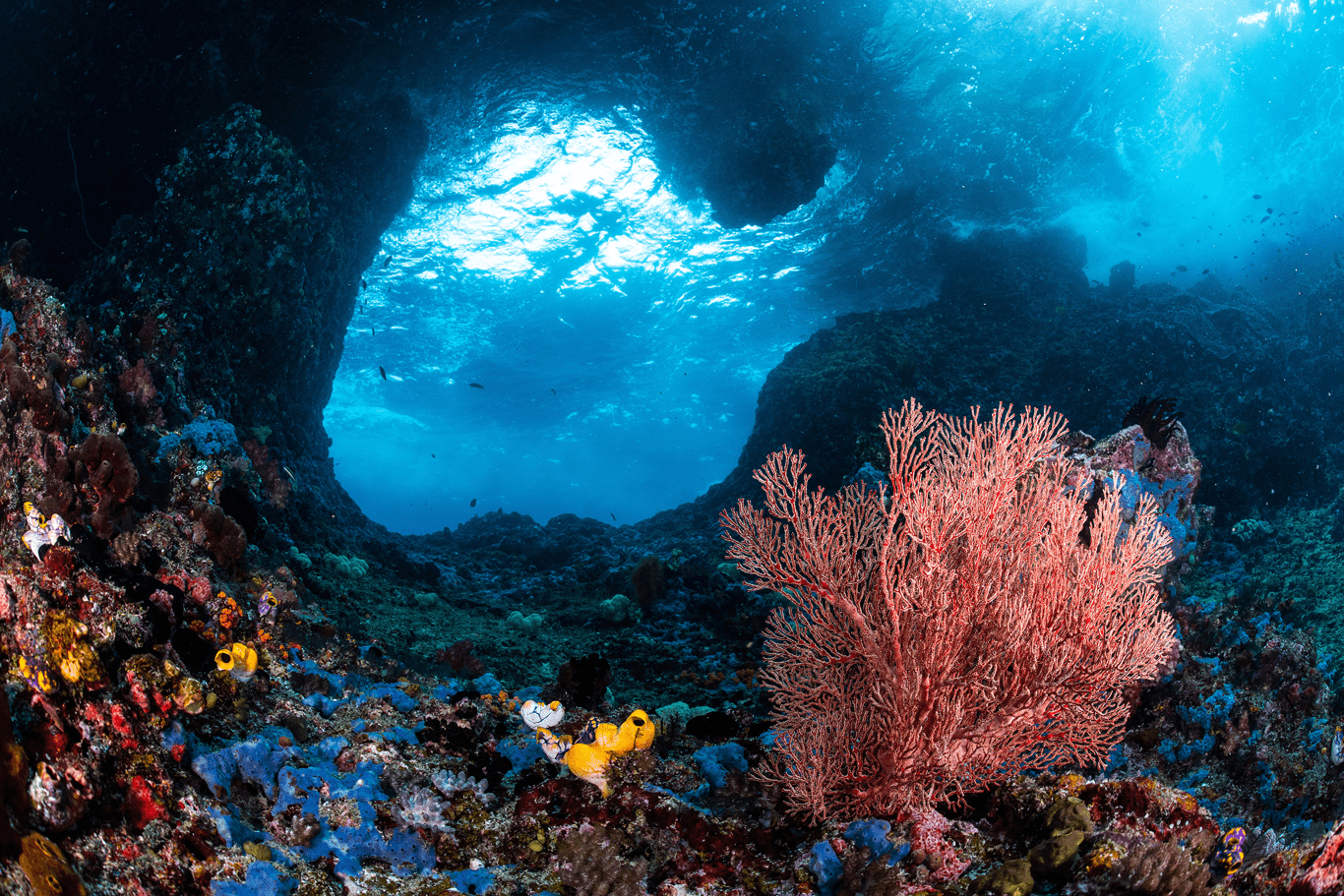 Coral Triangle Marine Biodiversity