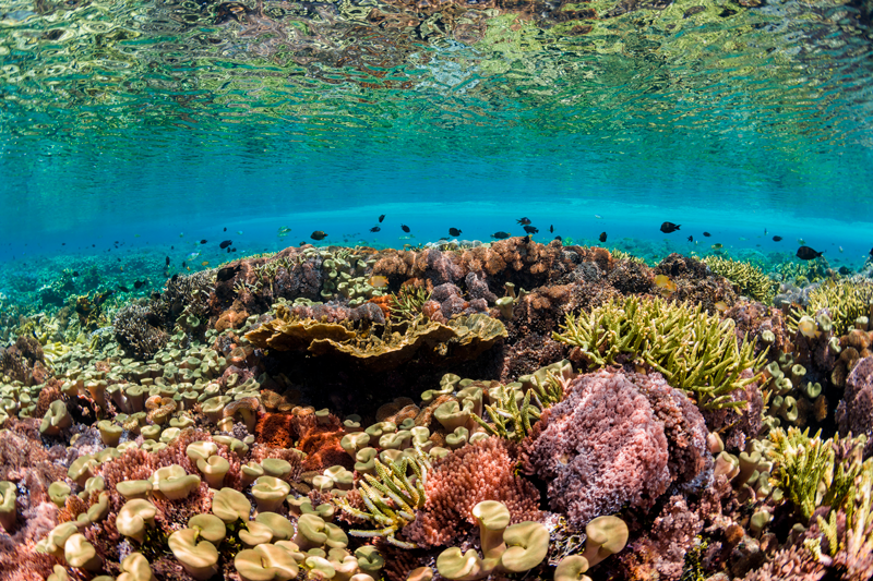 Coral Reef in Siaba Kecil, Komodo – Martin Colognoli / Ocean Image Bank