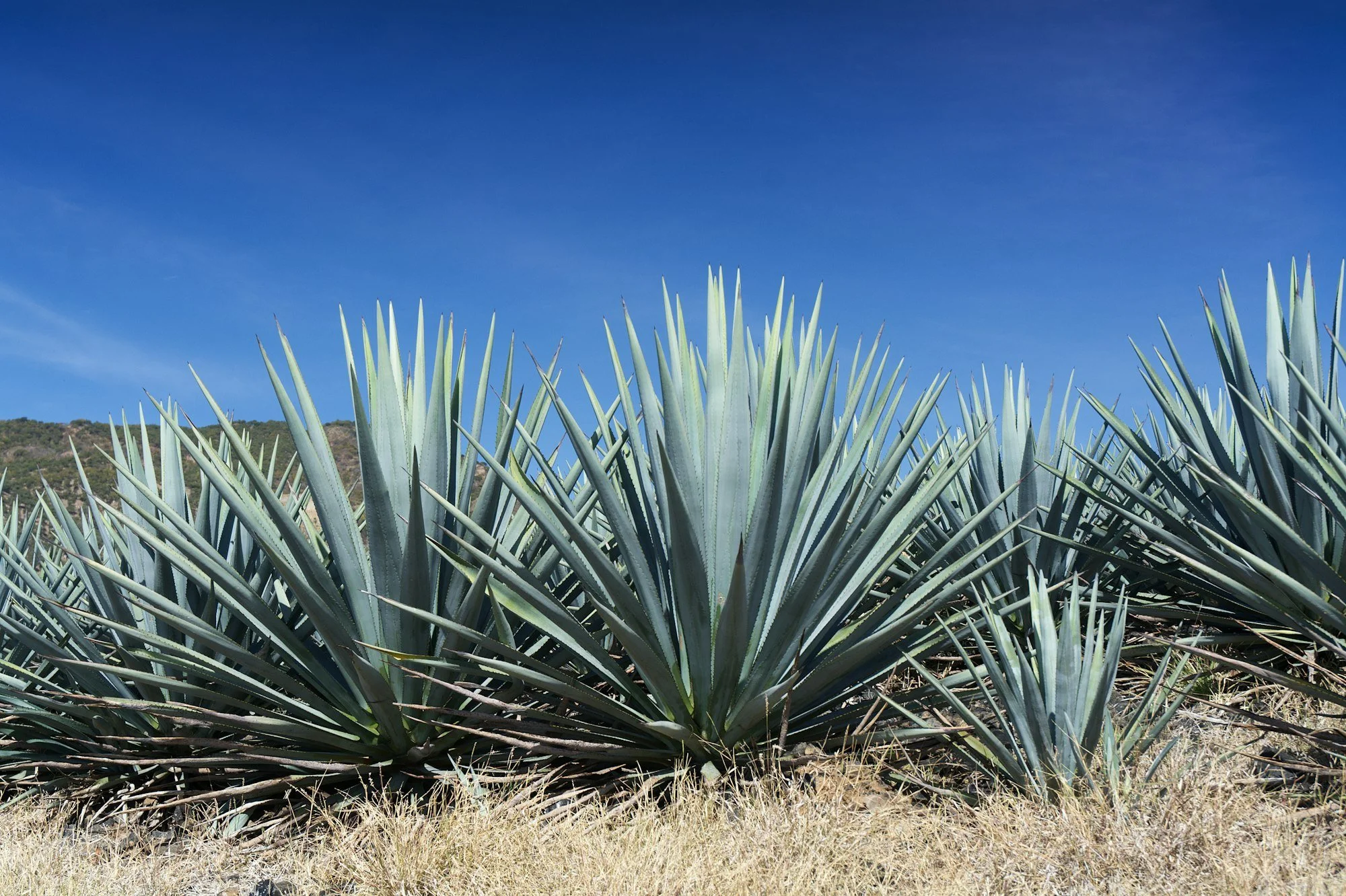 agave.jpg
