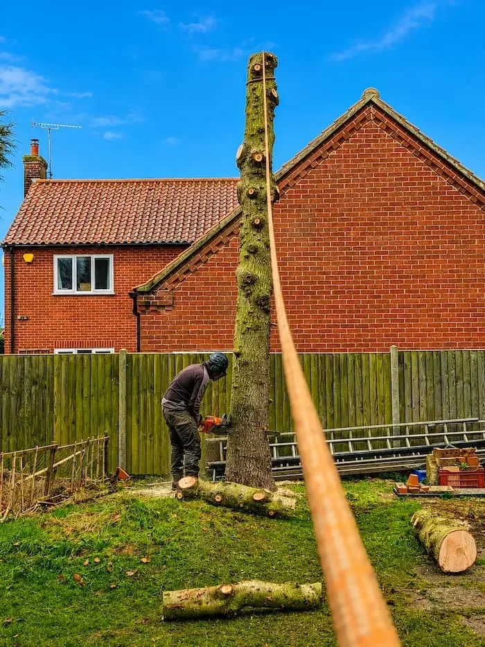 A person cutting down a tree with a chainsaw in a backyard with a wooden fence and a red brick house.