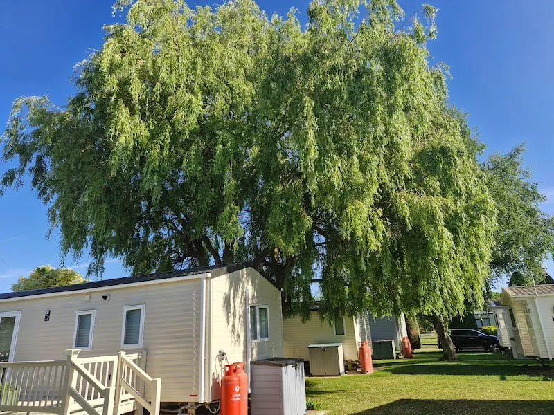 A large leafy green tree casting shade over a small beige mobile home with a white porch, situated in a park or residential area.