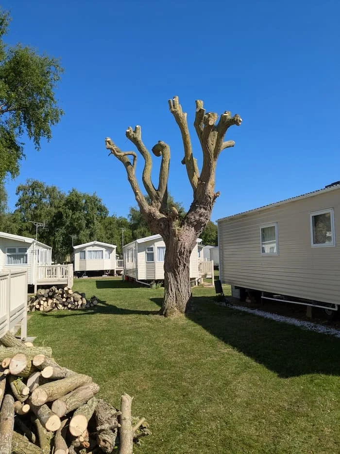 A large tree with no leaves and thick branches in a grassy backyard surrounded by white mobile homes under a clear blue sky.