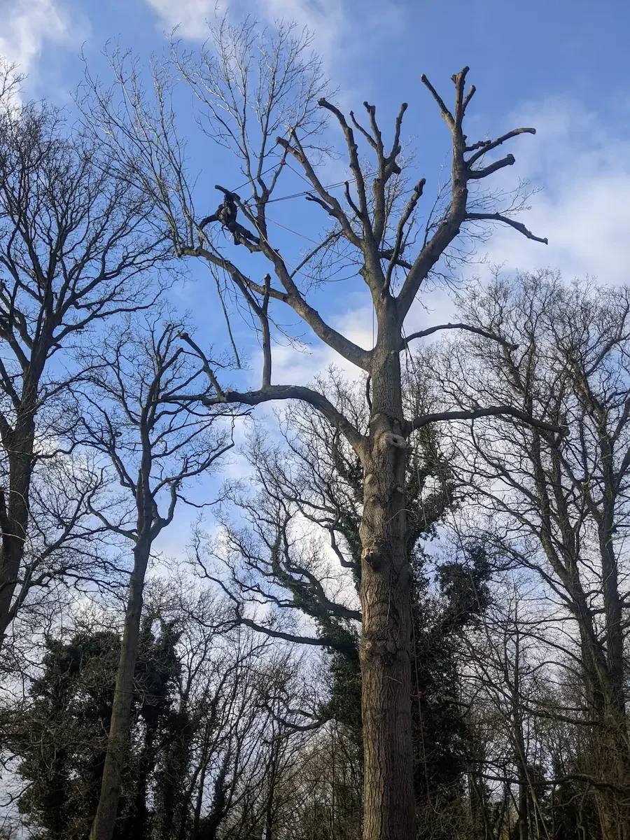 Big tree specialists in Norfolk