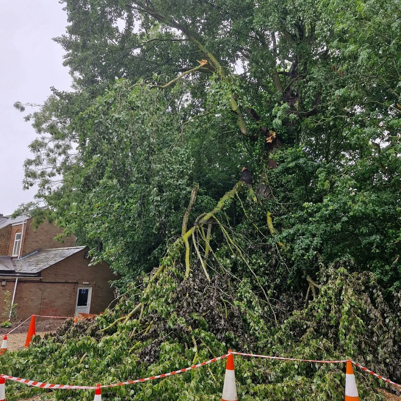 Storm damaged trees in North & West Norfolk