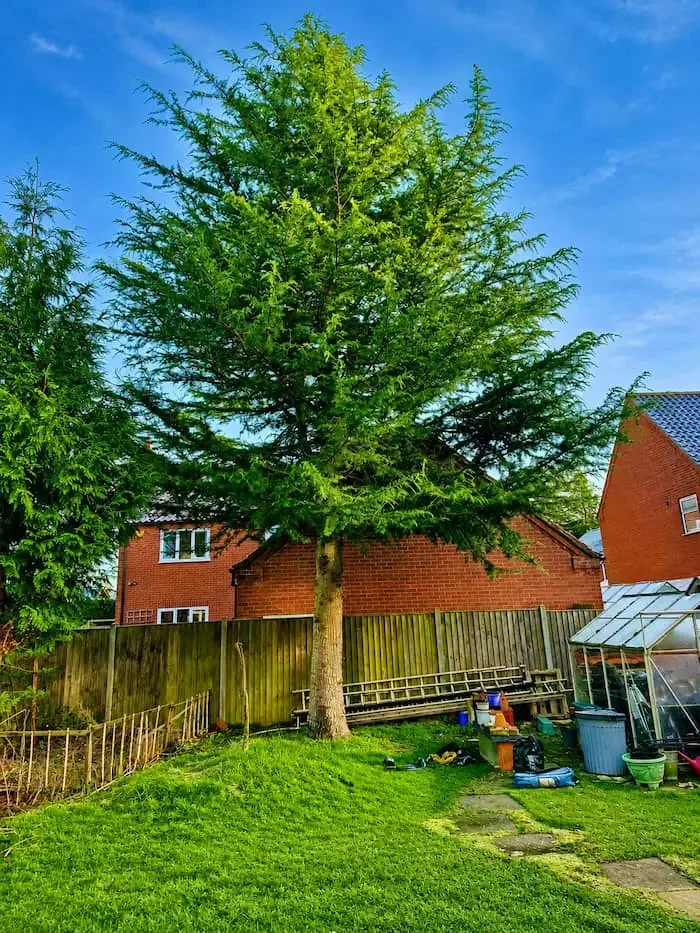A large green tree in a backyard with a wooden fence, some houses, a greenhouse, a garden bed, and various gardening tools and supplies.