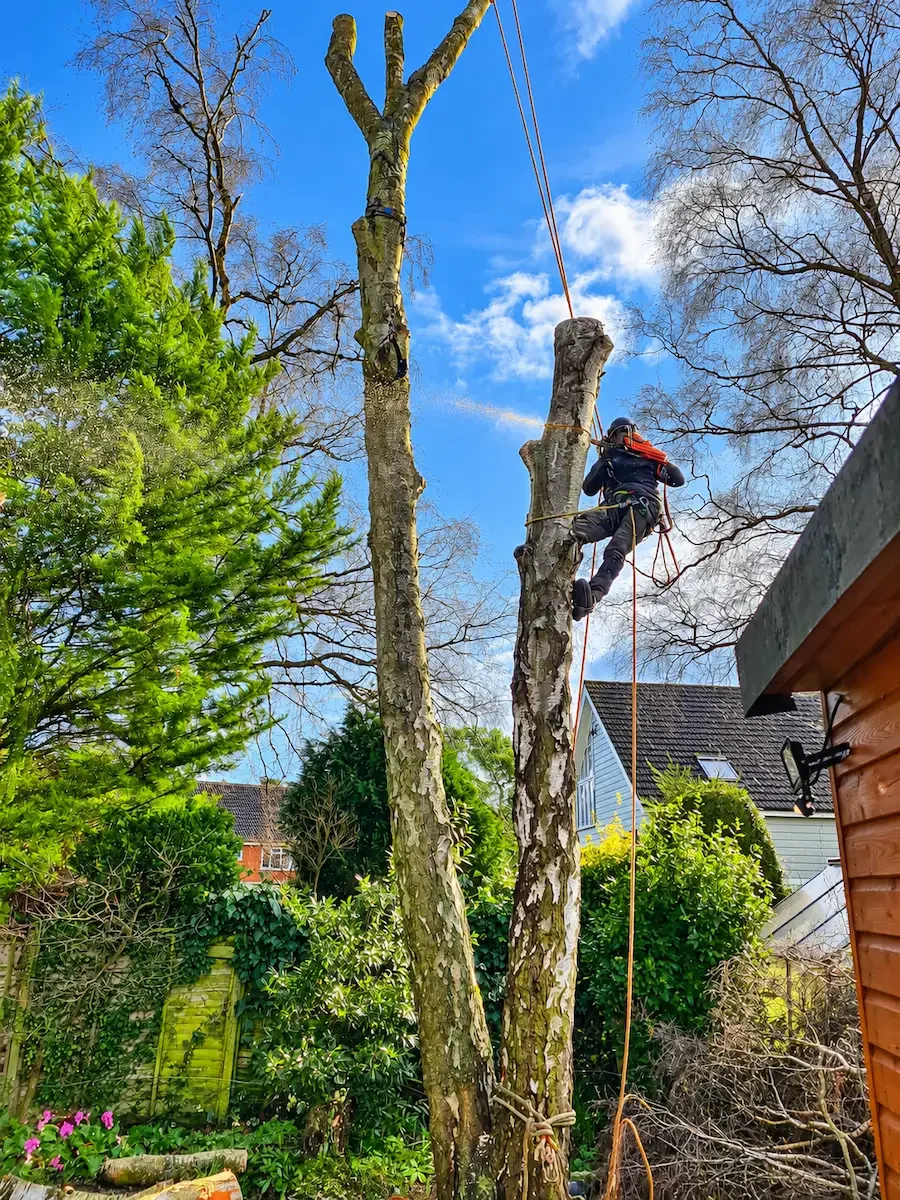 Expert tree services in North Norfolk