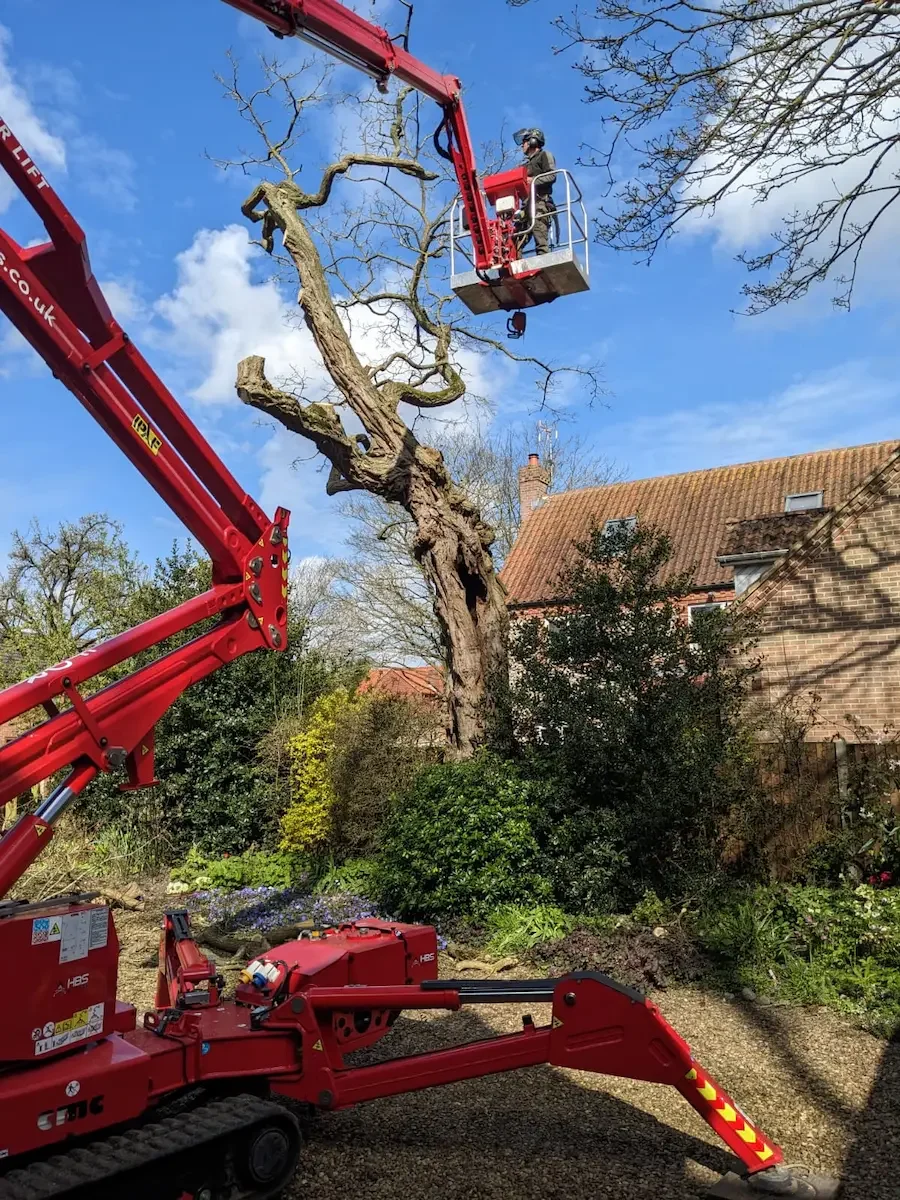 Dangerous tree removal In norfolk
