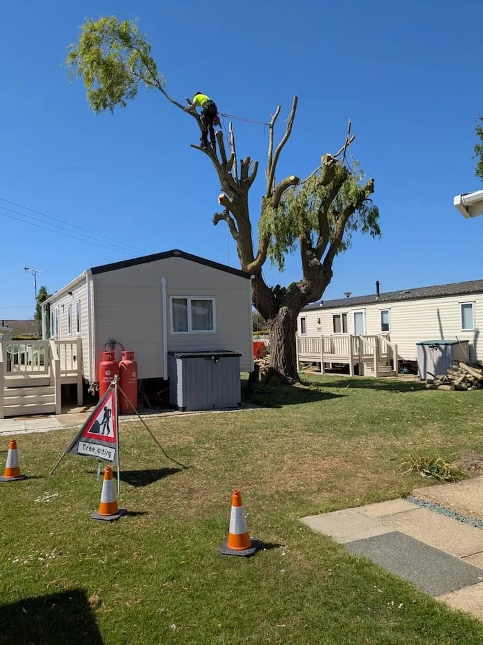 Tree surgeon working on a large tree on a commercial site, with safety cones and a sign that reads 'Tree cutting' in the foreground.
