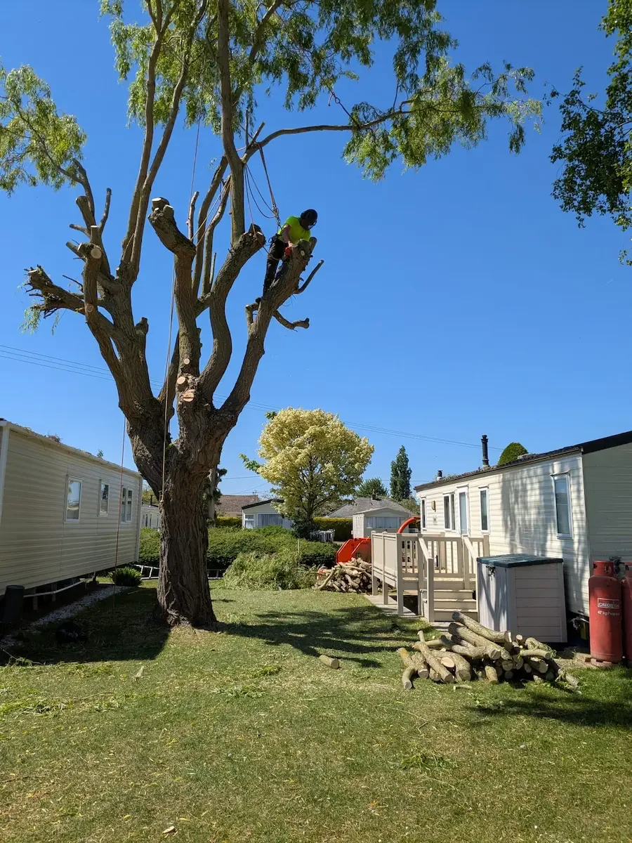 Commercial tree surgery in Norfolk