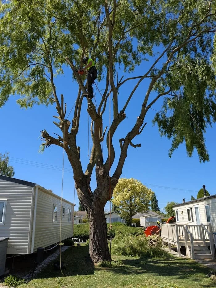 Worker climbing a tall tree with a chainsaw, trimming branches in a residential backyard on a clear sunny day.