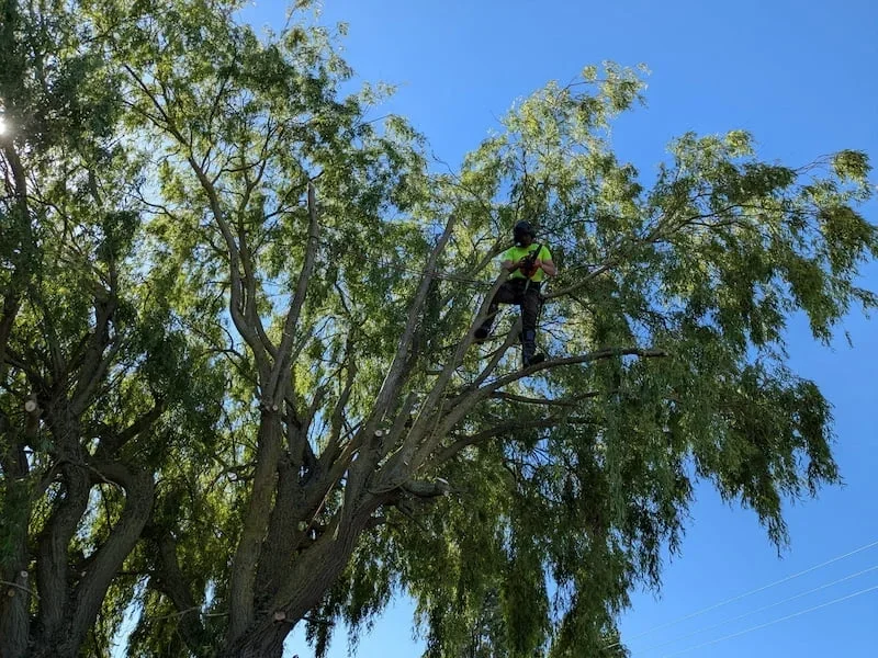 A arborist wearing safety gear sitting on a branch high in a large tree against a clear blue sky.