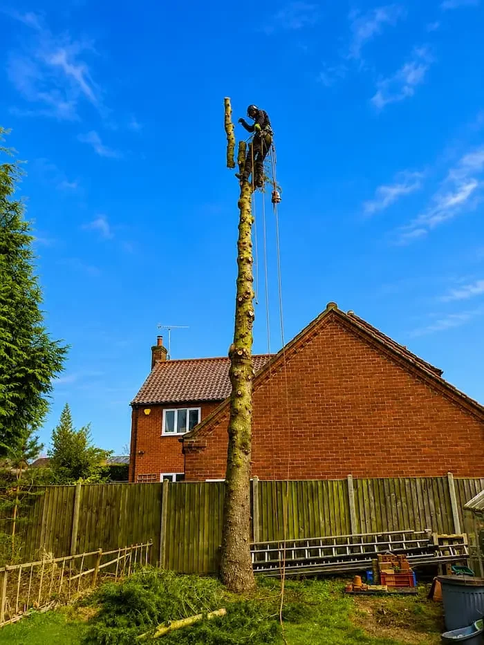 A person climbing a tall, bare tree in a backyard, using safety harnesses and ropes, with a brick house in the background.