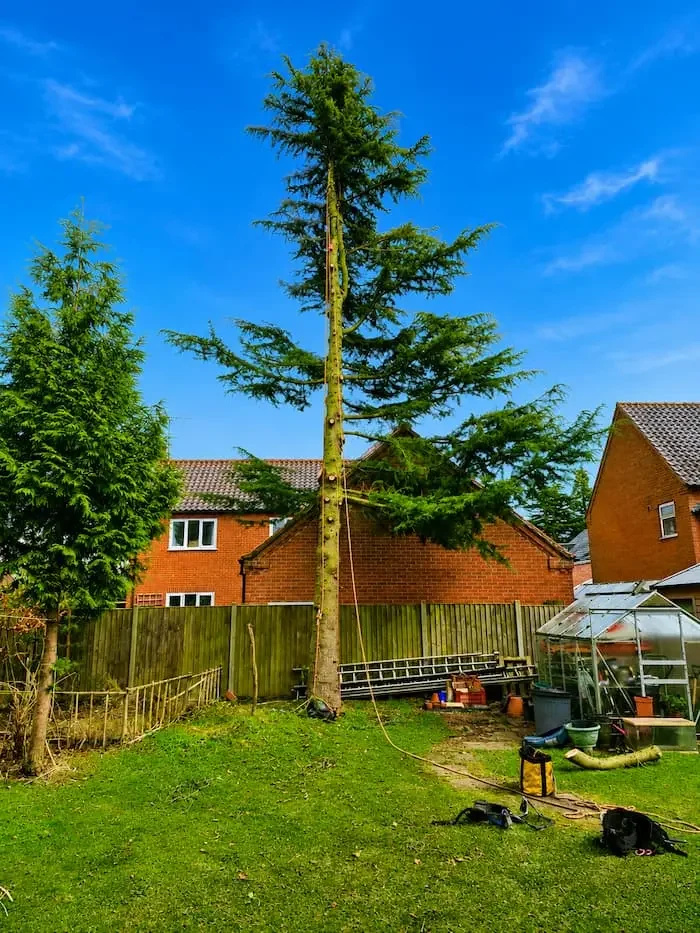 A large tree being trimmed or cut in a residential backyard with various tools placed on the ground.