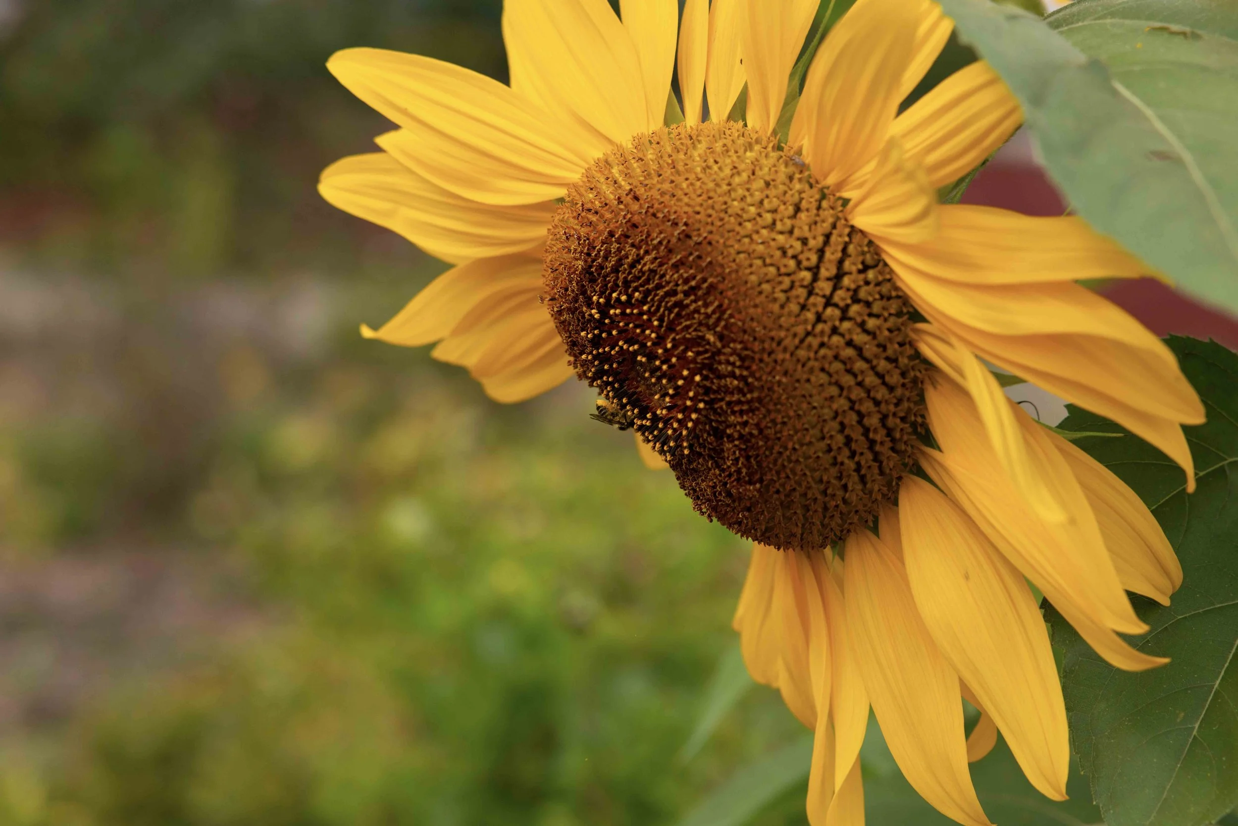 You were my sunflower