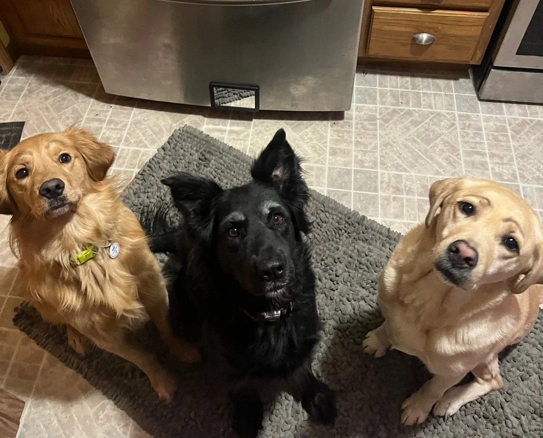 Three dogs sitting on a gray rug in a kitchen, looking up at the camera. The kitchen has a tiled floor, wooden cabinets, and a stainless steel refrigerator.