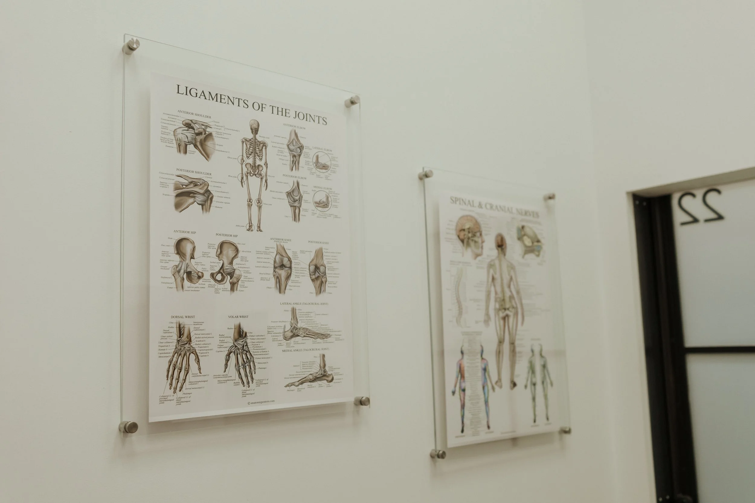 Medical anatomy posters showing joint ligaments and the spinal and cranial nerves mounted on a clinic wall