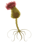 Family Roots thistle logo