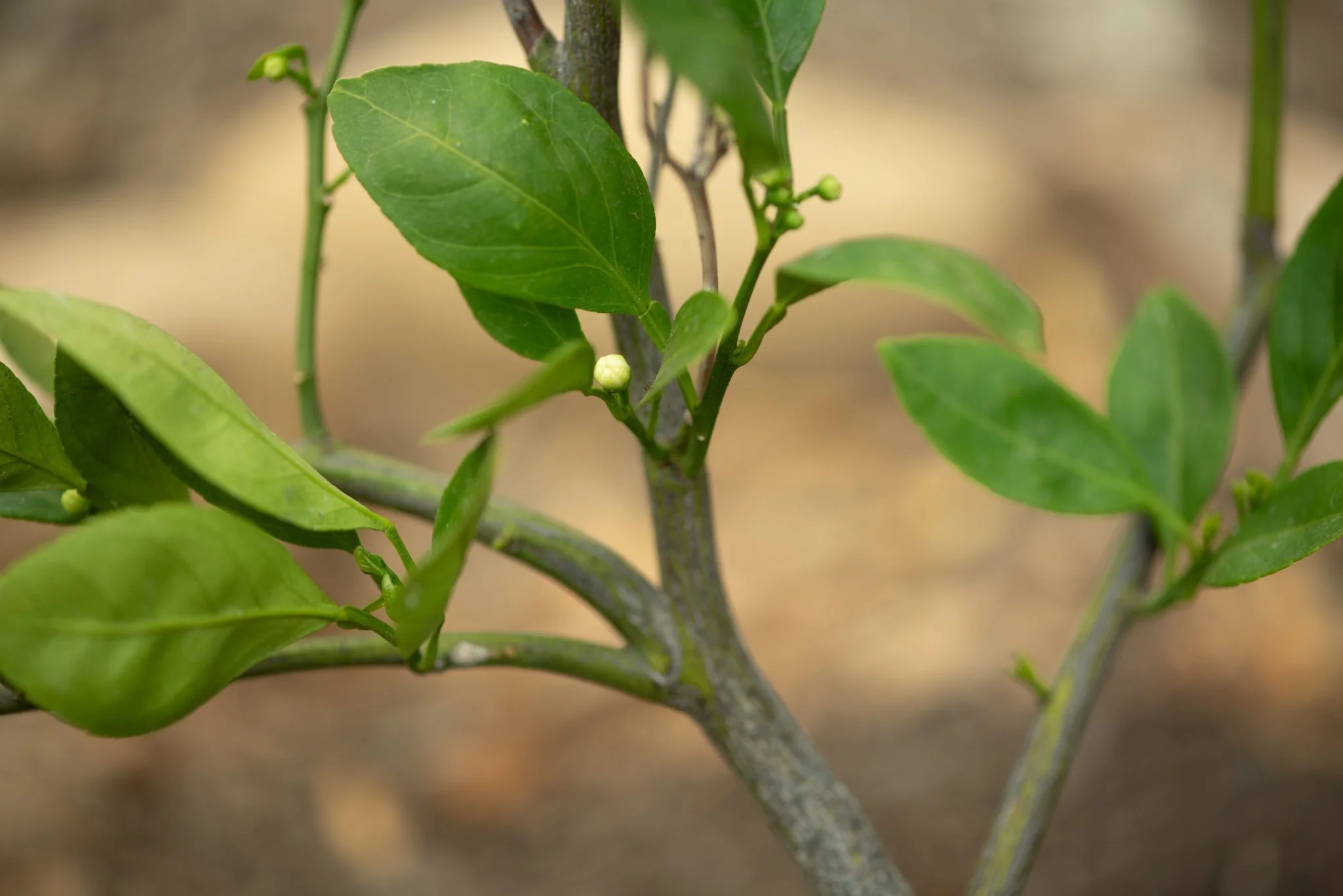 Green leaves and unopened buds on a garden branch, photographed by Lindsay Baker.