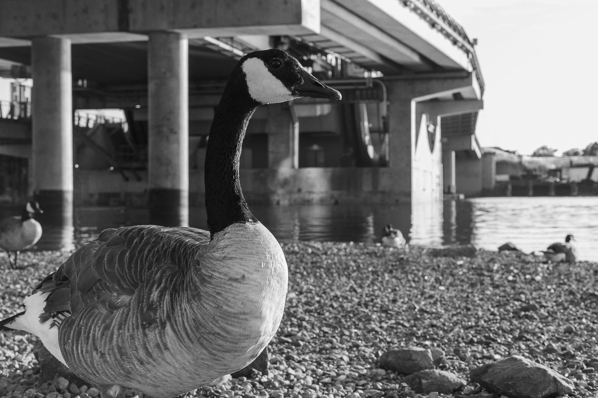 A close-up black and white photo of a goose standing on a rocky shoreline near water, with a bridge and other birds in the background.
