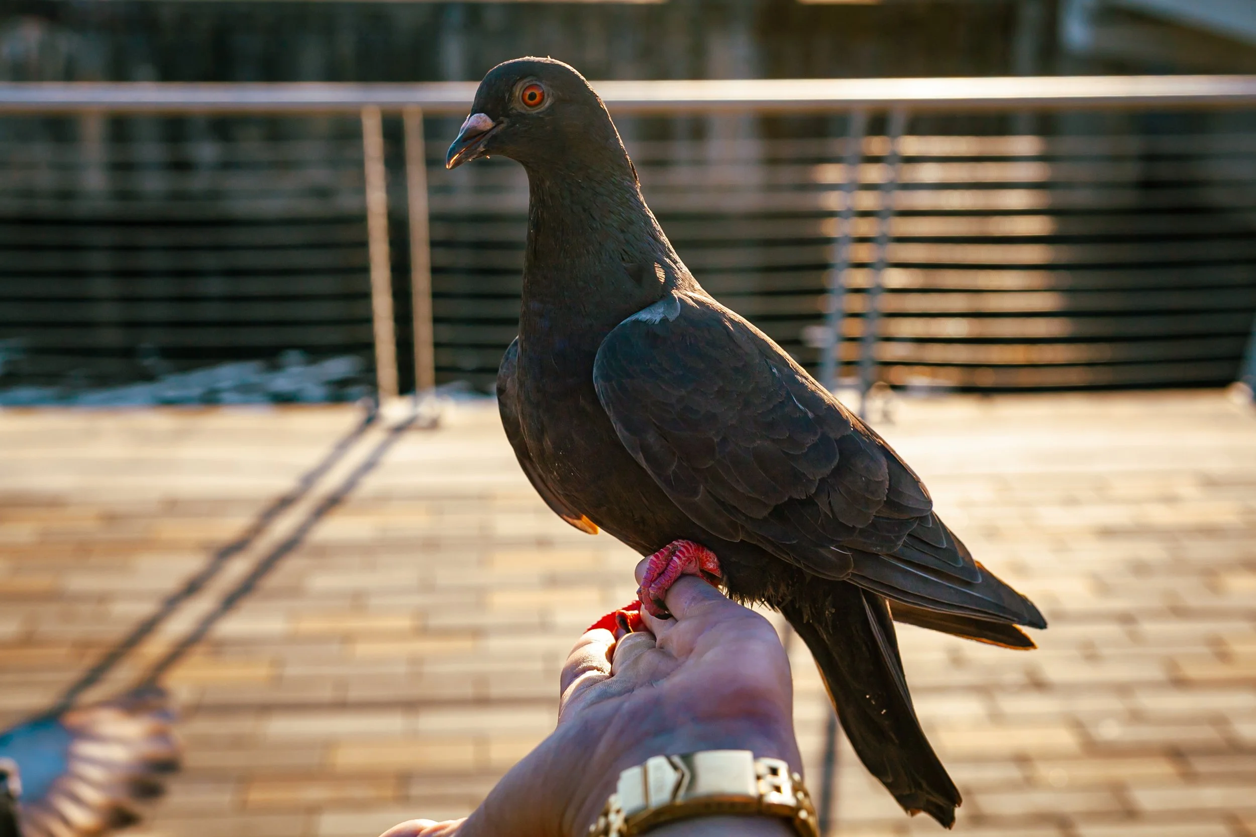 A person holding a dark-colored pigeon with bright orange eyes on a wooden dock or platform.