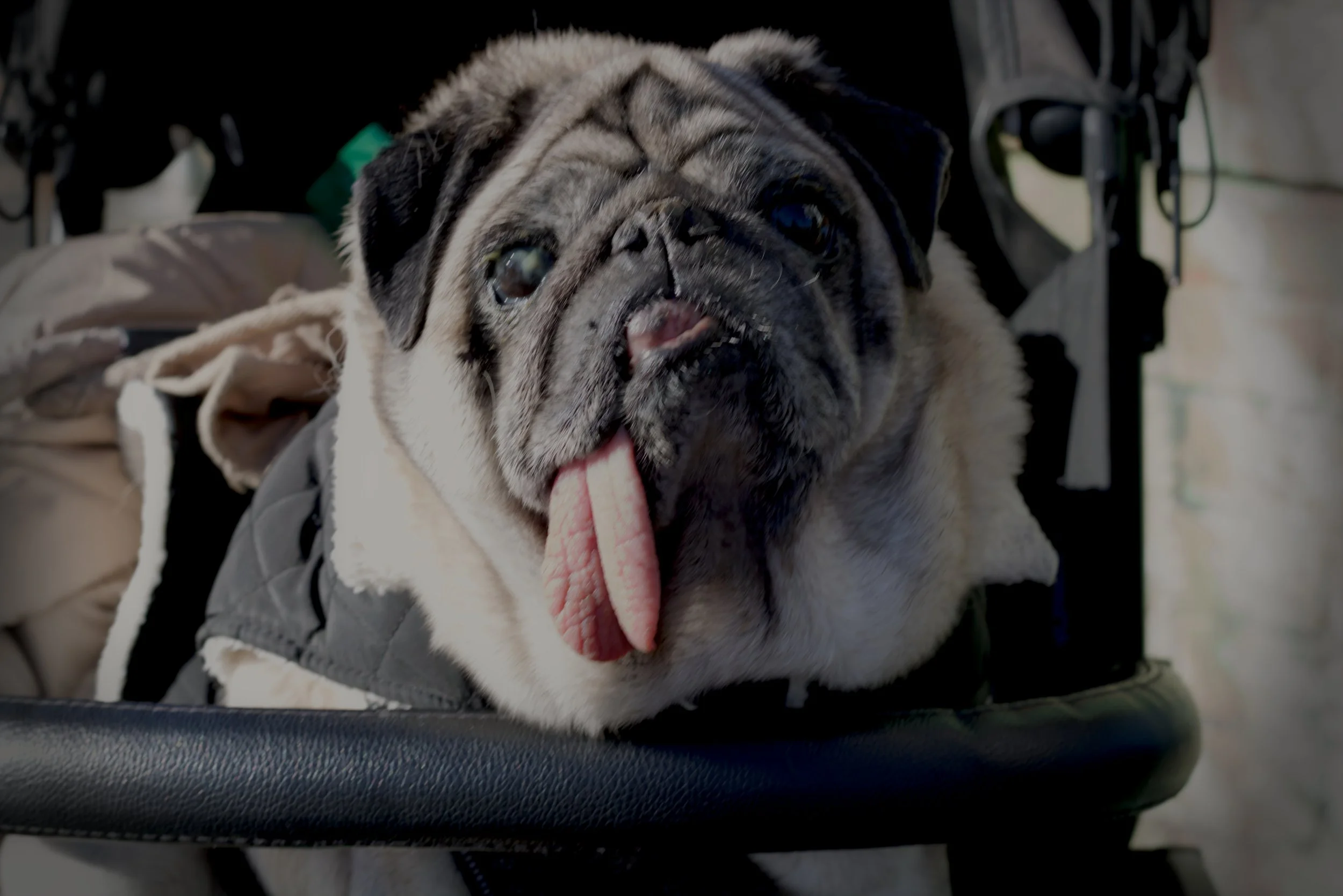 Close-up of a pug dog with its tongue out, sitting in a stroller or cart.