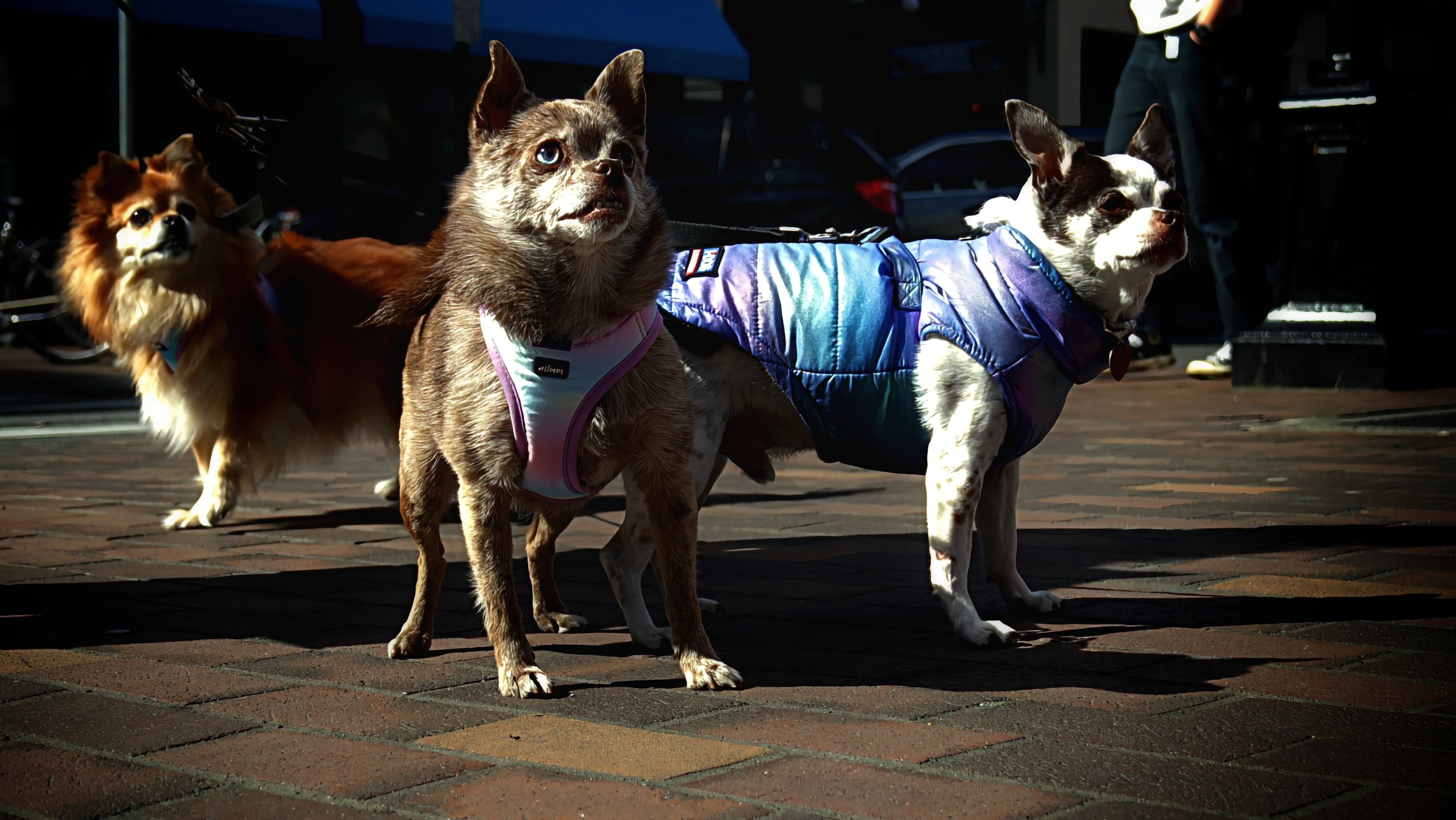 Three small dogs wearing colorful jackets standing on a brick sidewalk, with a dark background and people partially visible.