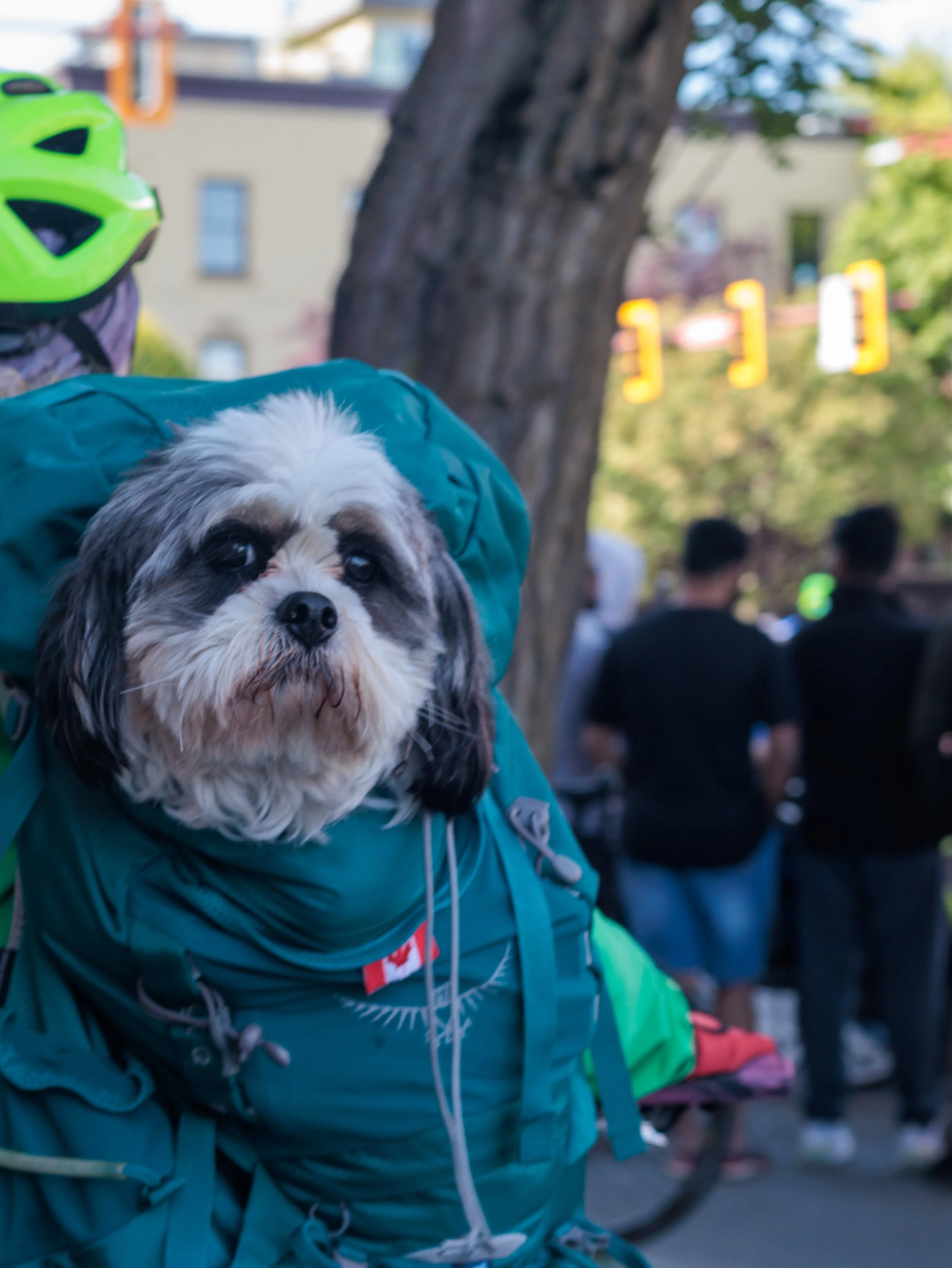 Close-up of a small fluffy dog with white and brown fur wearing a teal jacket, against a blurred background of people and trees.