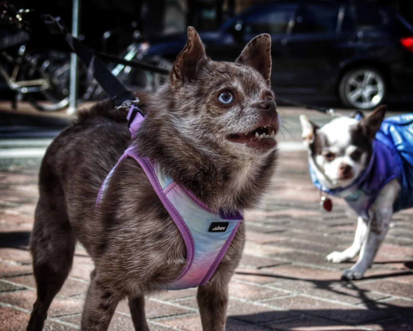 Two dogs on a brick sidewalk, one with a merle coat, wearing a rainbow-colored harness, and the other with a black and white coat, wearing a blue jacket, with cars parked in the background.