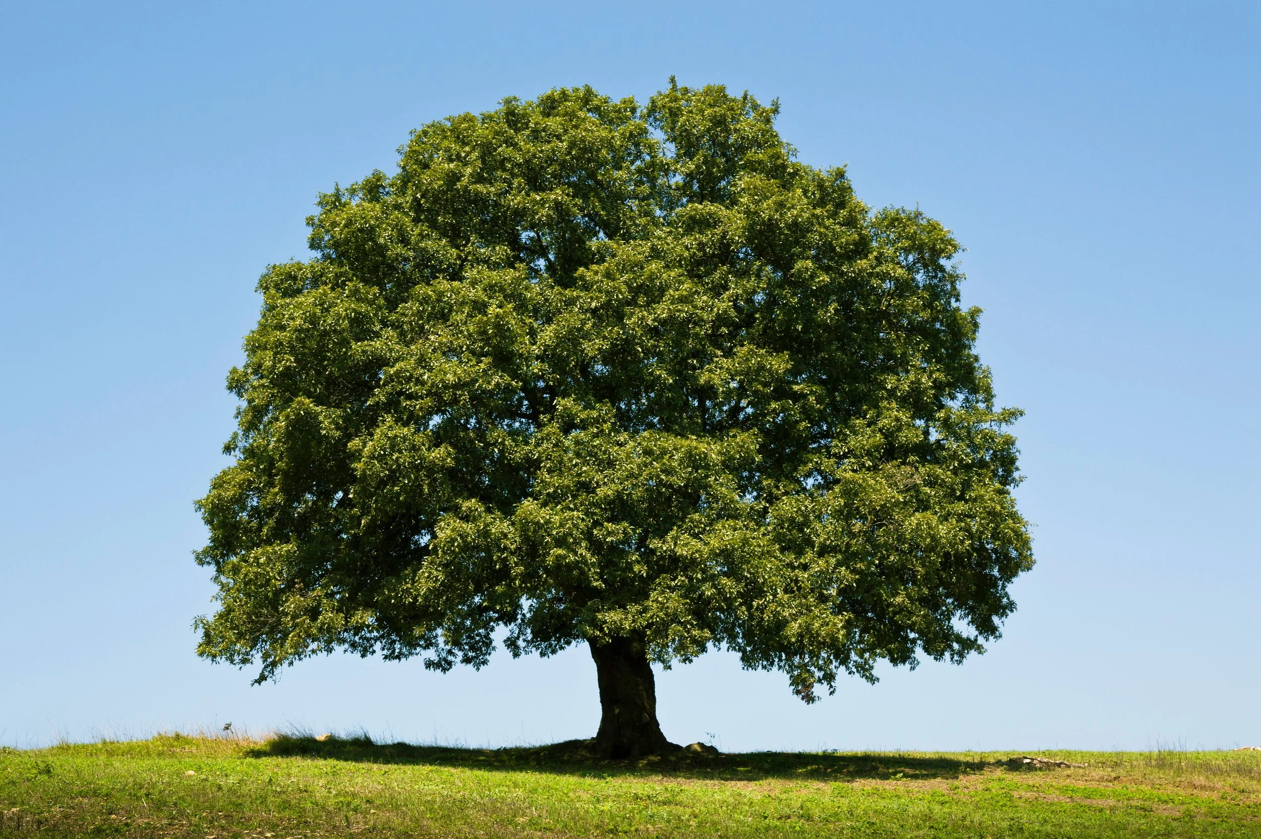 A solitary tree with dense green foliage stands on a grassy field against a clear blue sky.