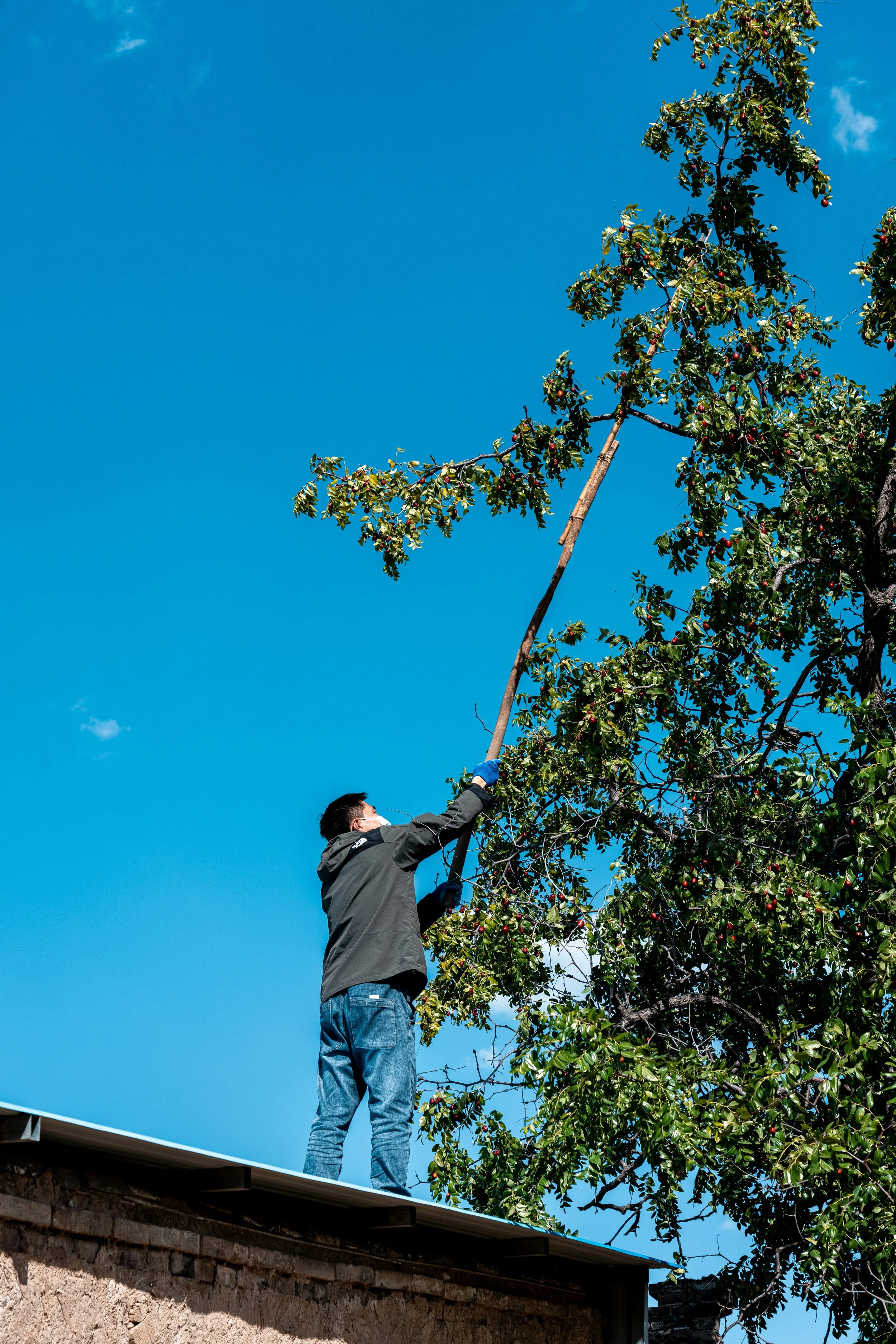 A man wearing a gray jacket, jeans, and glasses is pruning a large tree with red fruit against a clear blue sky, standing on a roof.