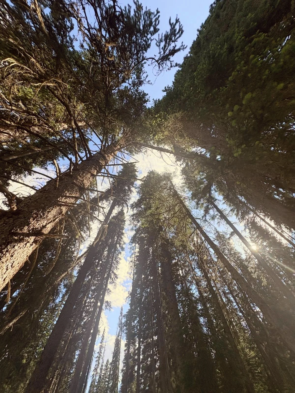 Looking up at tall pine trees with the blue sky and sunlight filtering through the branches.